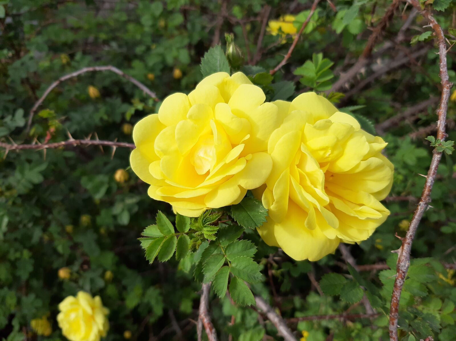 Samsung Galaxy A50 sample photo. Flower, spring, rose hip photography