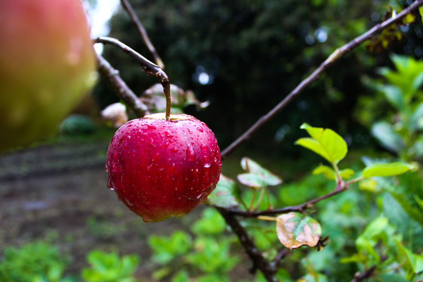 Canon EOS 1300D (EOS Rebel T6 / EOS Kiss X80) sample photo. Apple, creole, field photography