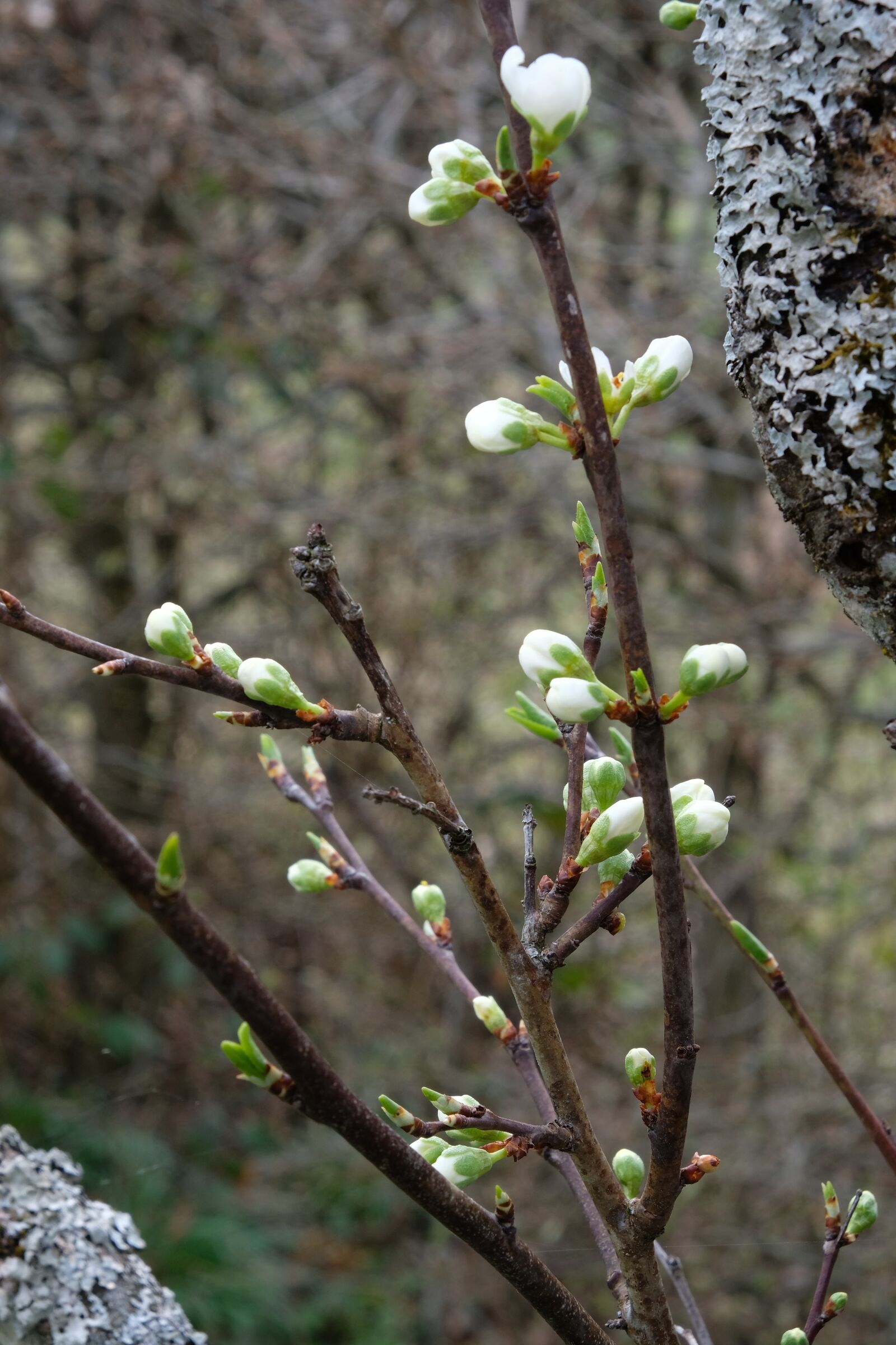 Fujifilm X-T20 sample photo. Spring, flower, nature photography