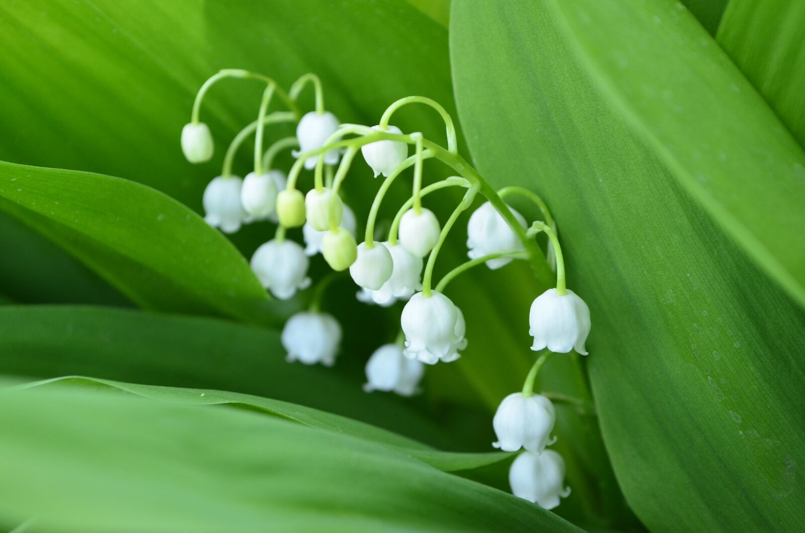 Nikon D5100 sample photo. Lily of the valley photography