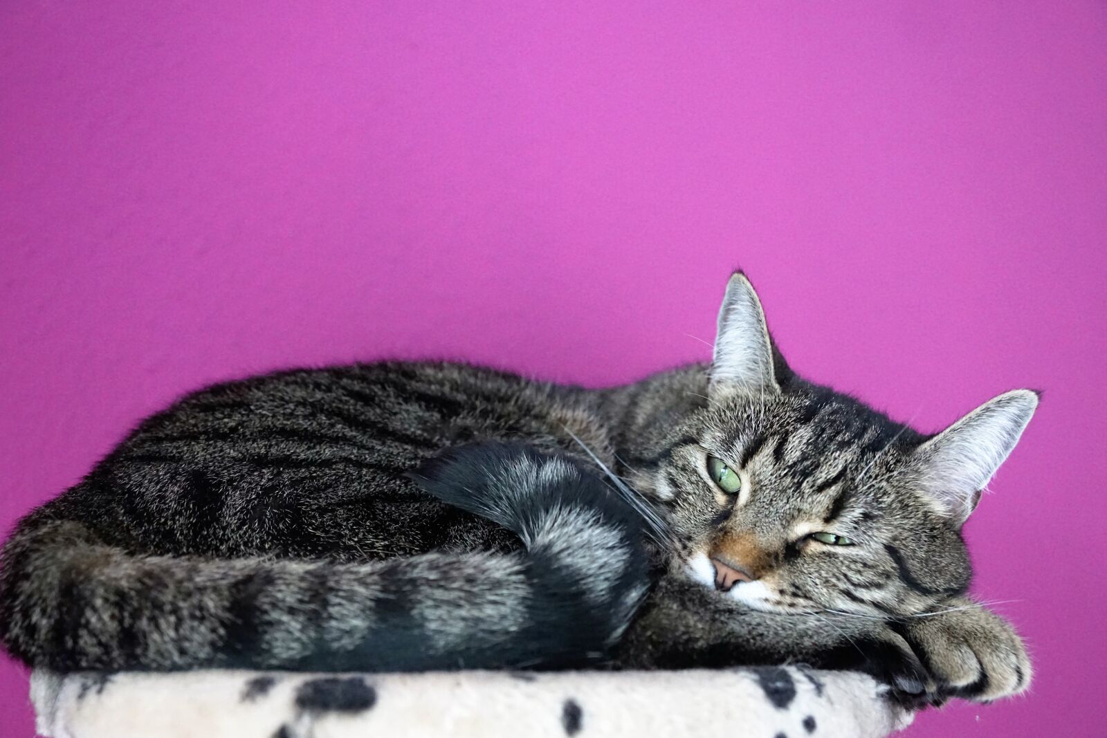 Sony ILCA-77M2 + Sony DT 16-50mm F2.8 SSM sample photo. Cat, cute, animal photography