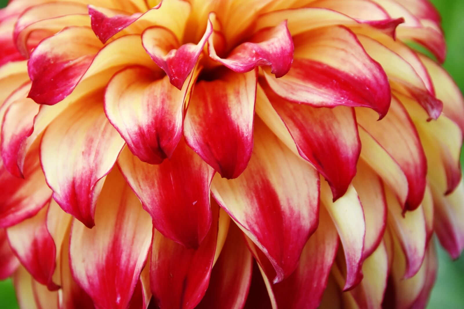 Nikon D7200 sample photo. Flower, dahlia, red photography