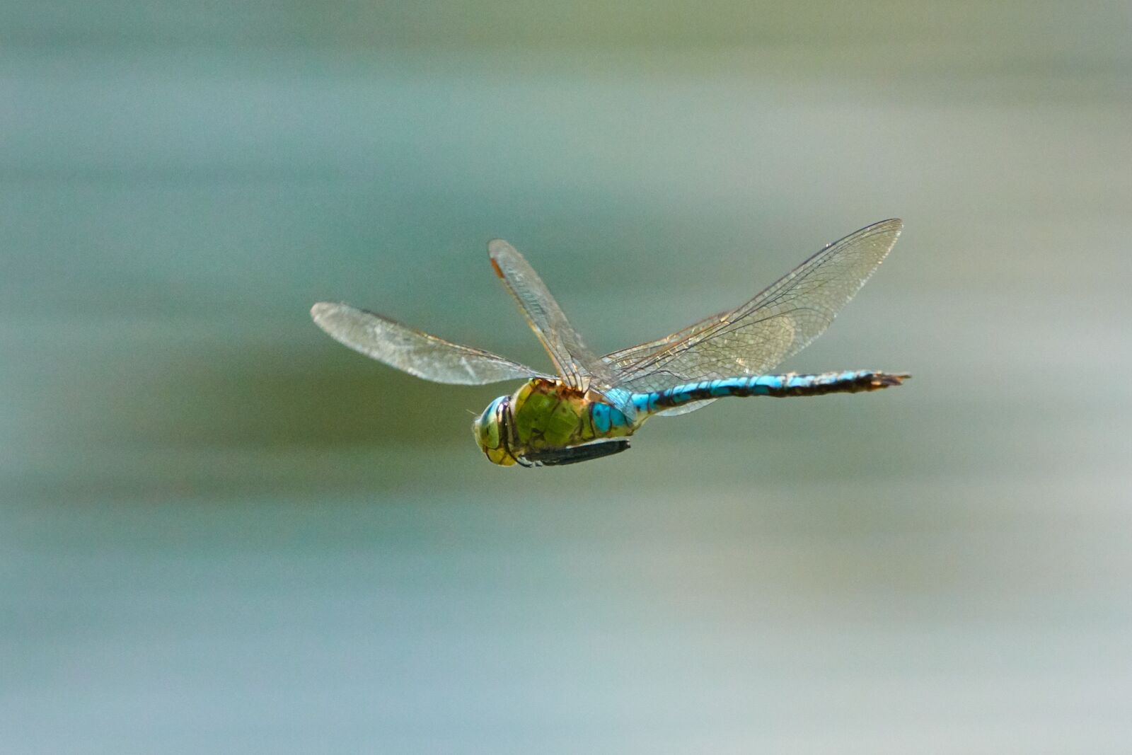 Sony a6500 sample photo. Dragonfly, flying, wing photography