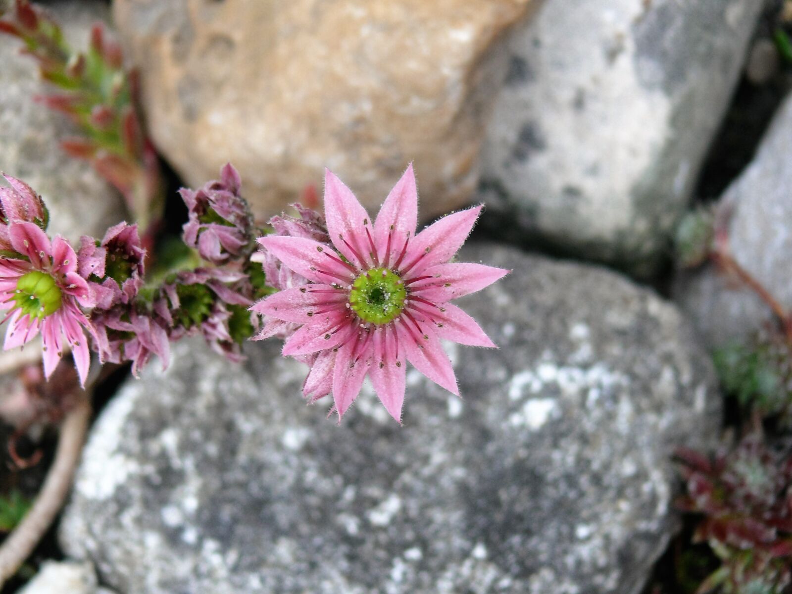 Panasonic DMC-FZ50 sample photo. Pink flower, flower, pink photography