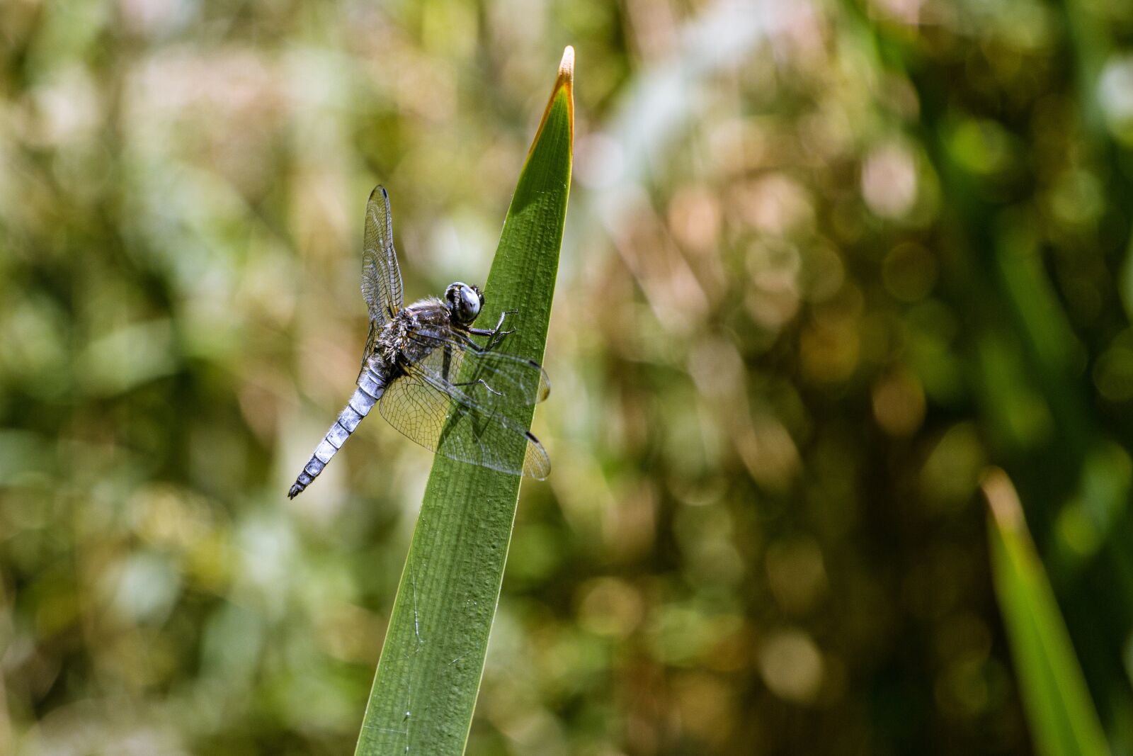 Canon EOS R sample photo. Dragonfly, east of the photography