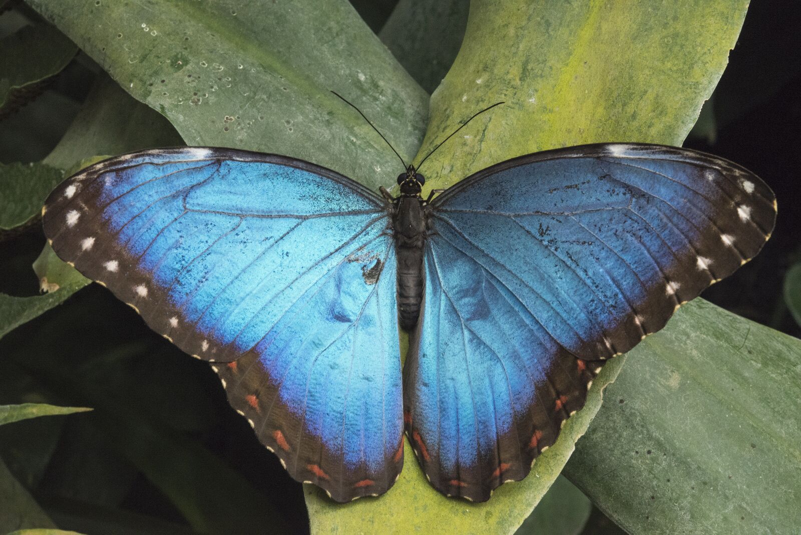 Nikon D800 sample photo. Butterfly, nature, summer photography