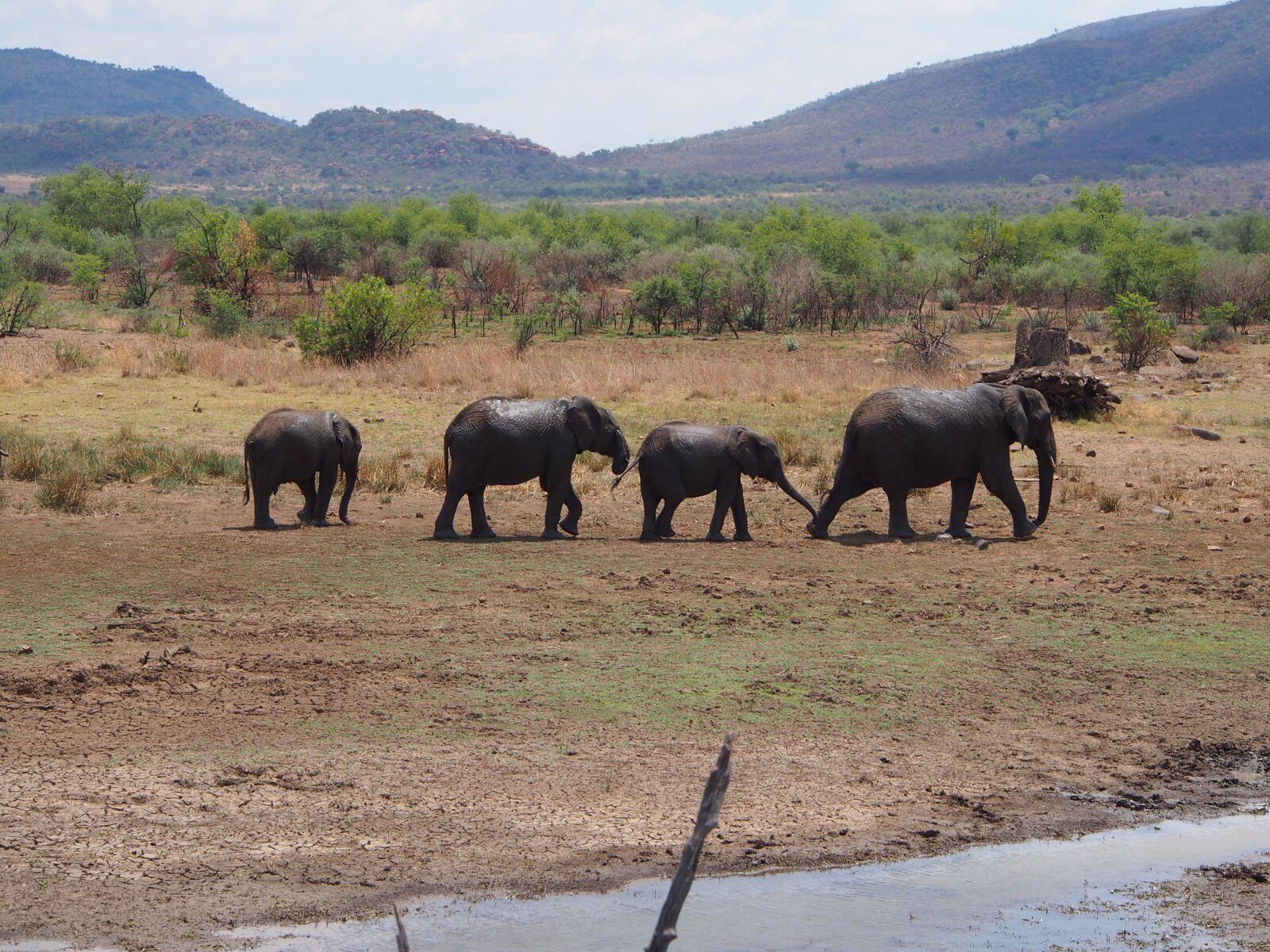 Olympus OM-D E-M5 sample photo. Elephant, flock, baby elephant photography