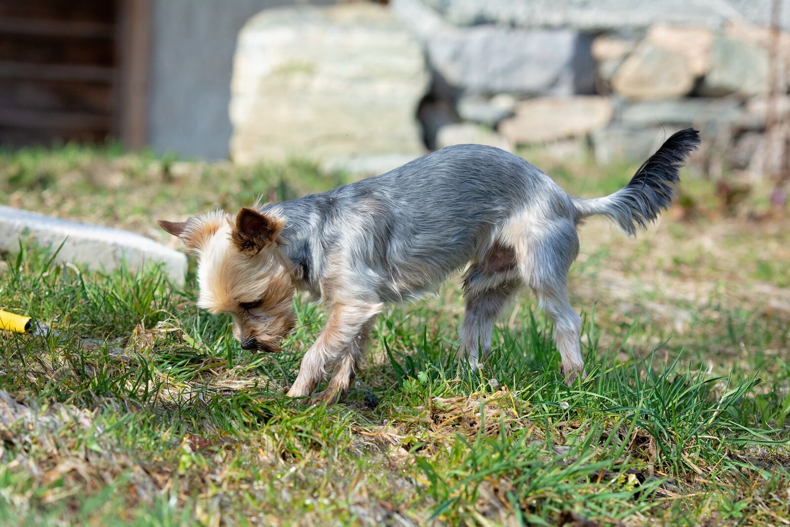 Nikon D7100 sample photo. Dog, water, play photography