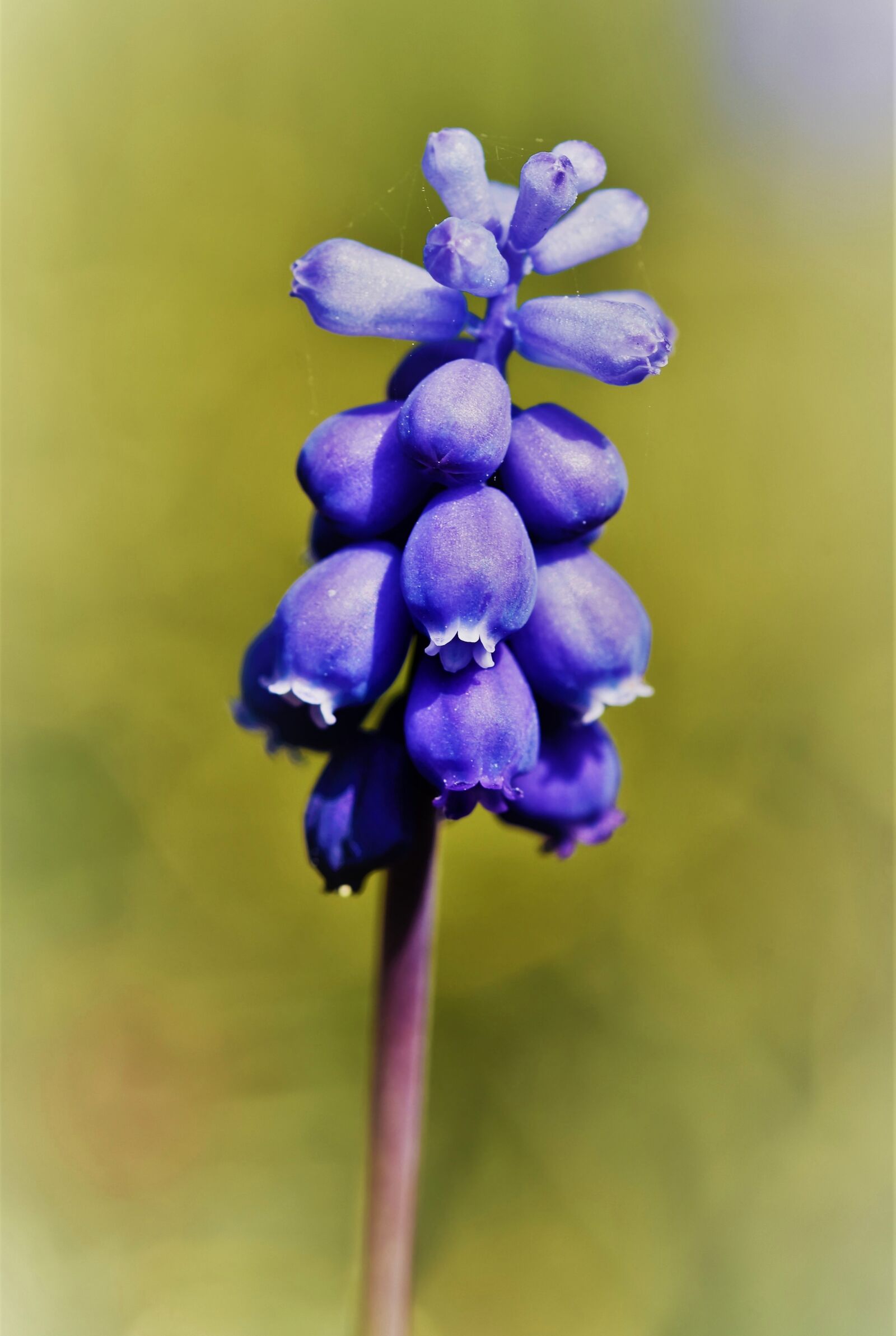 Nikon D7200 sample photo. Hyacinth, muscari, blue photography