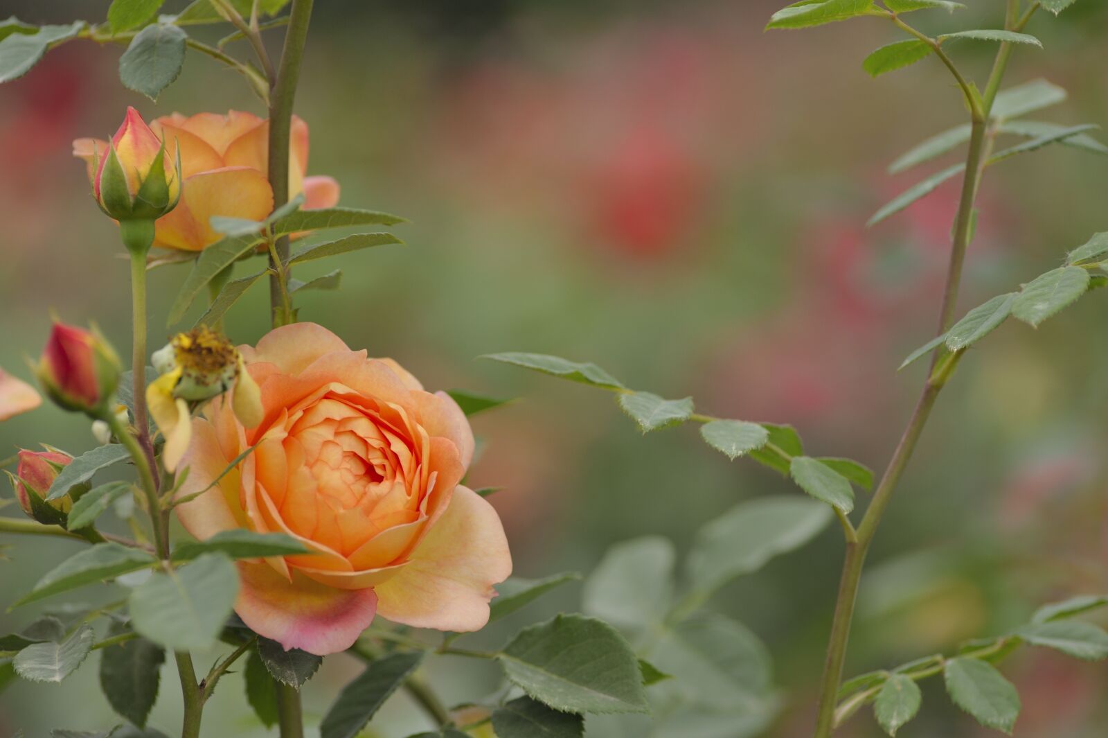 Nikon D700 sample photo. Rose, flower, blooming flower photography