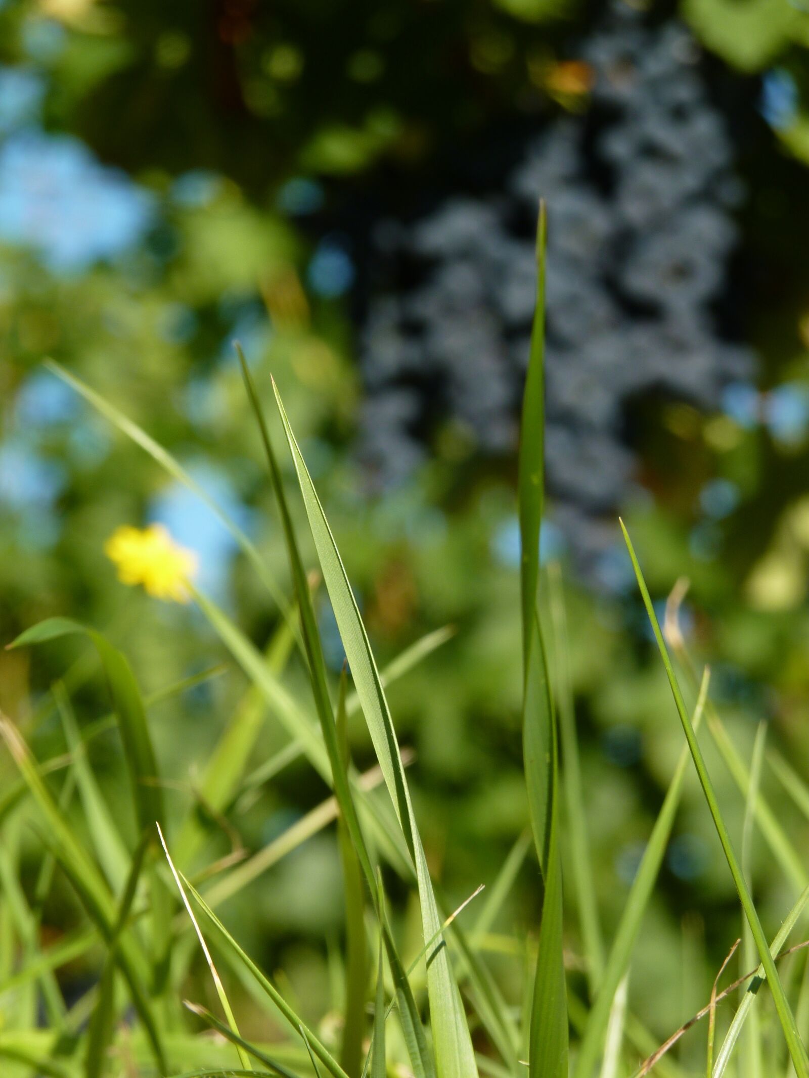 Panasonic Lumix DMC-FZ35 (Lumix DMC-FZ38) sample photo. Nature, grass, prairie photography