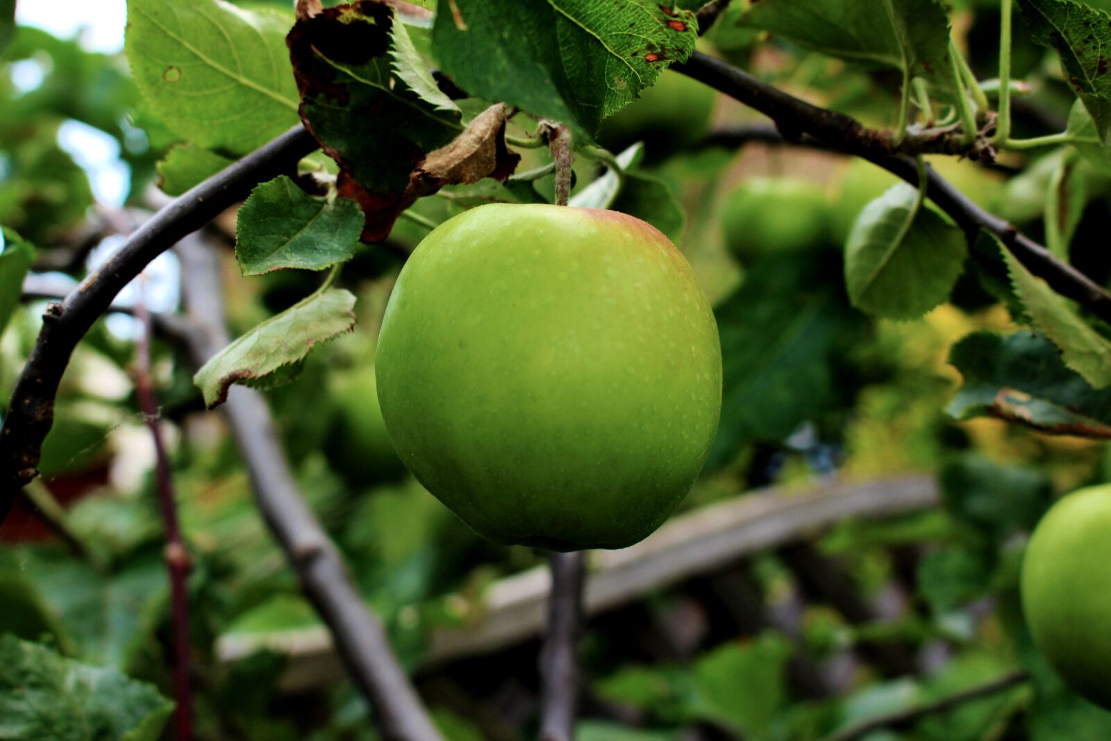 Canon EOS 650D (EOS Rebel T4i / EOS Kiss X6i) sample photo. Apple tree, apples, fruit photography