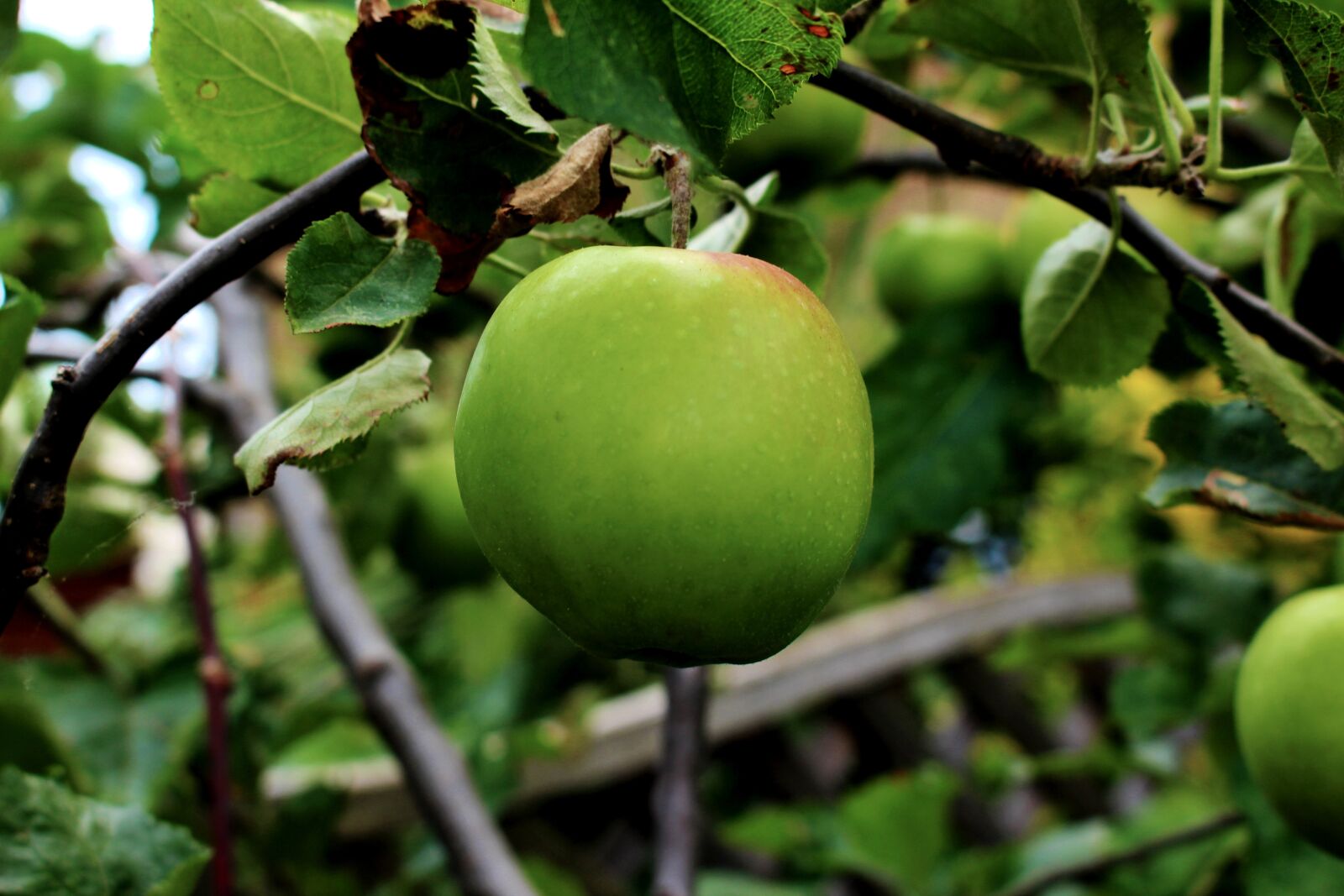 Canon EOS 650D (EOS Rebel T4i / EOS Kiss X6i) + Canon EF-S 18-55mm F3.5-5.6 IS STM sample photo. Apple tree, apples, fruit photography