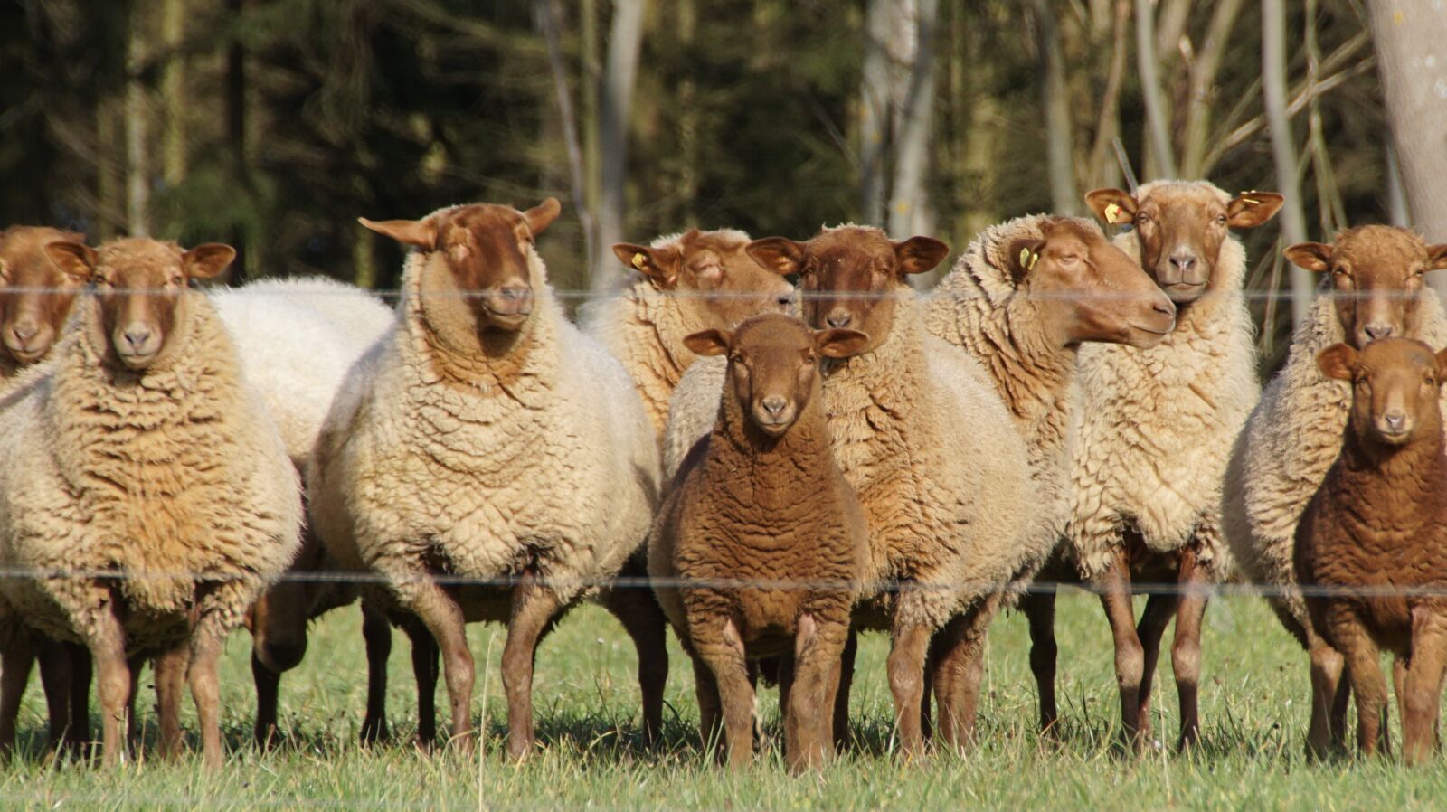 Sony ILCA-77M2 + DT 18-270mm F3.5-6.3 SSM sample photo. Sheep, brown, outdoor photography