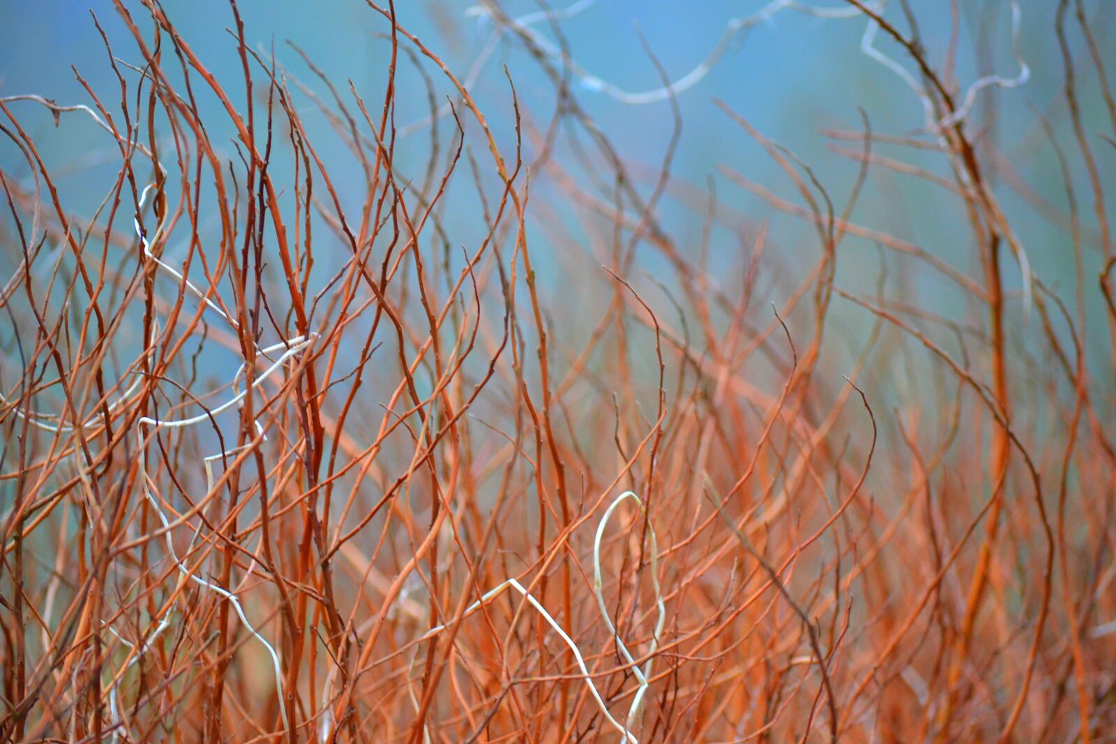Nikon D3100 sample photo. Grass, brown, nature photography
