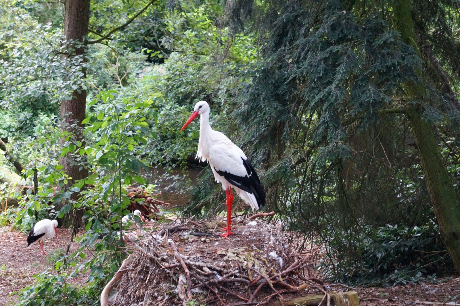 Sony DT 18-55mm F3.5-5.6 SAM II sample photo. Stork, white stork, storchennest photography