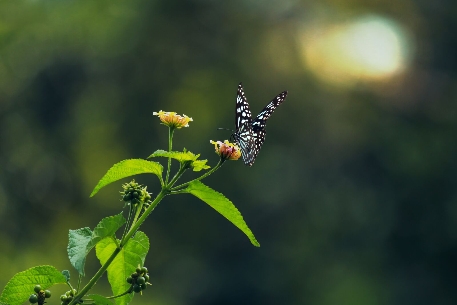 Canon EOS 700D (EOS Rebel T5i / EOS Kiss X7i) sample photo. Butterfly, flower, insect photography