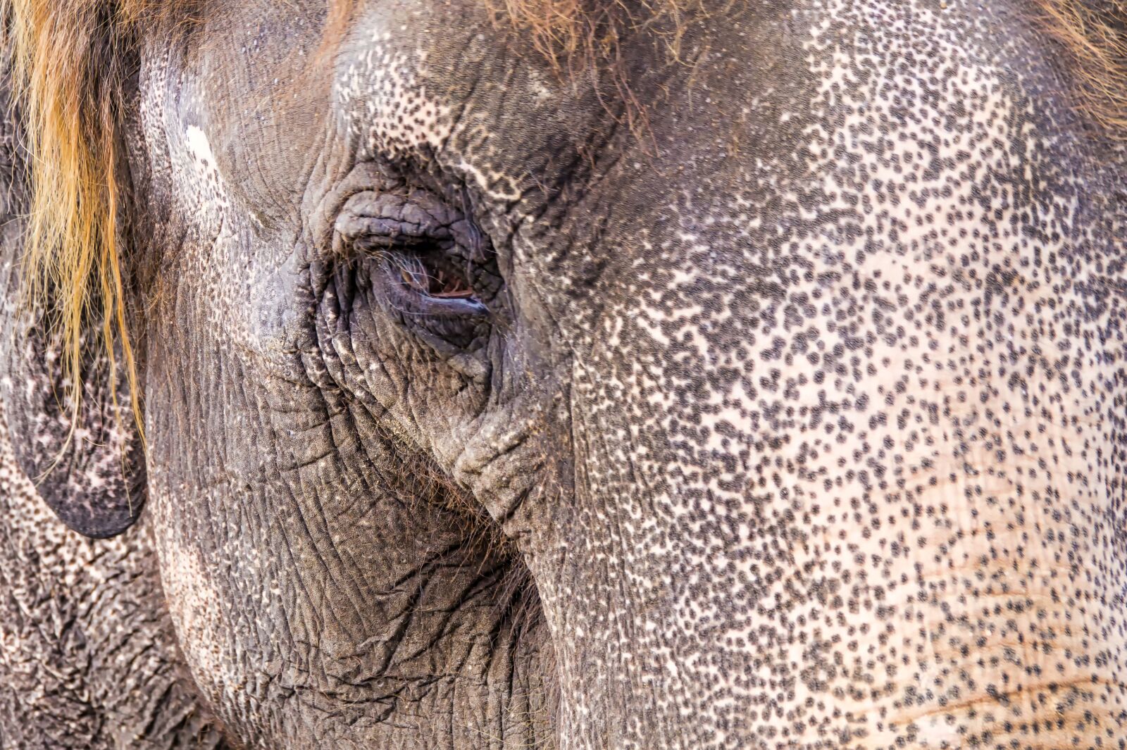 Sony SLT-A58 sample photo. Elephant, eye, zoo photography