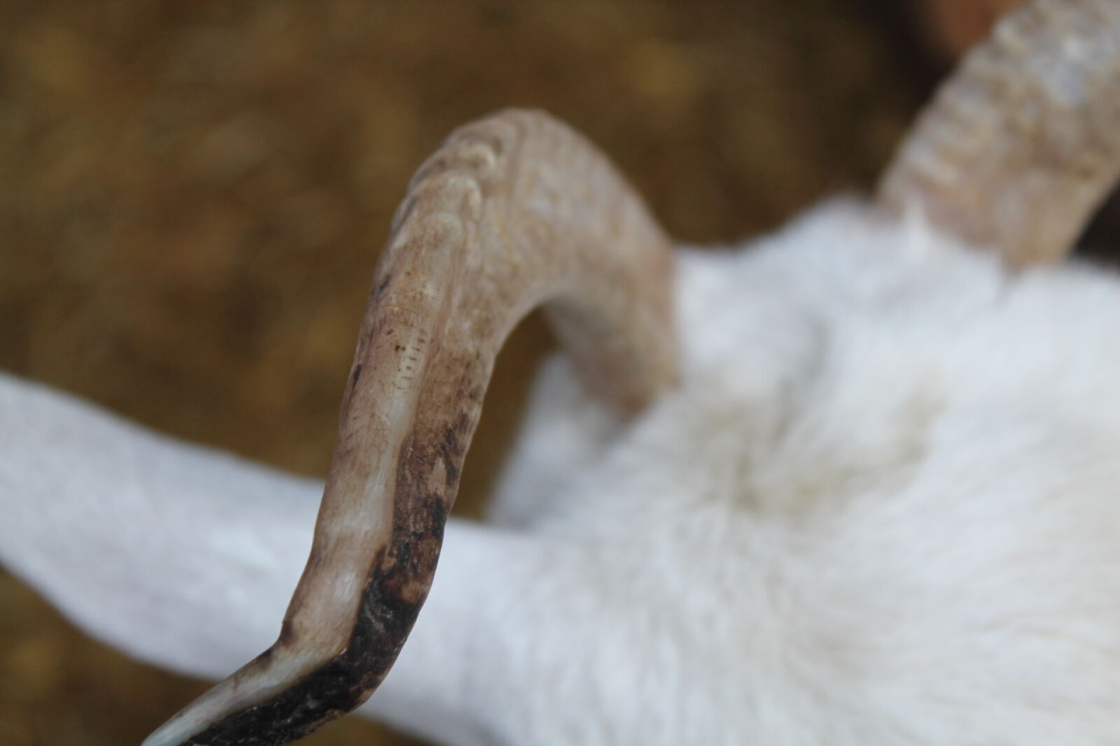 Canon EOS 1100D (EOS Rebel T3 / EOS Kiss X50) sample photo. Goat photography