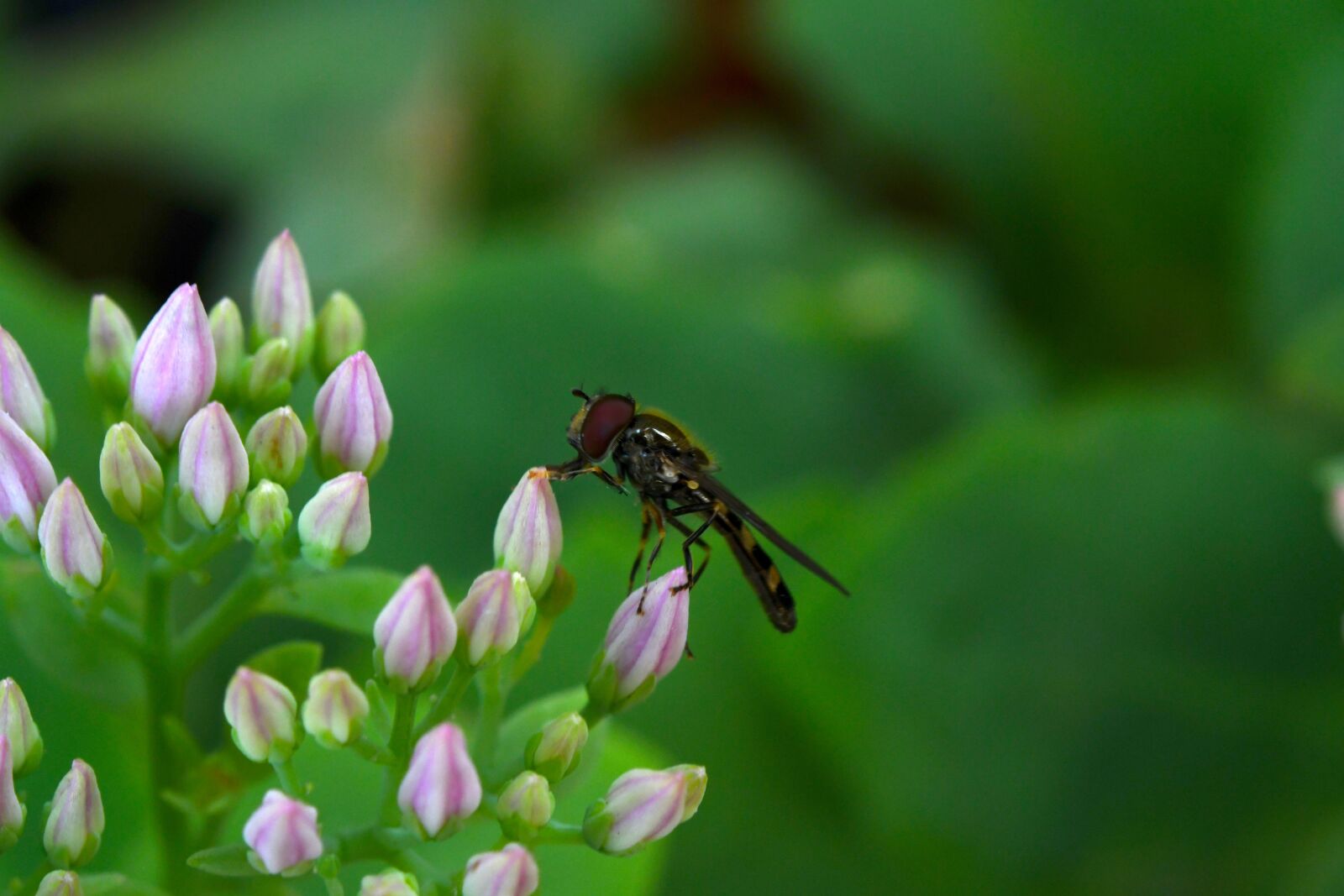 Nikon D7500 sample photo. Insect, flower, fly photography