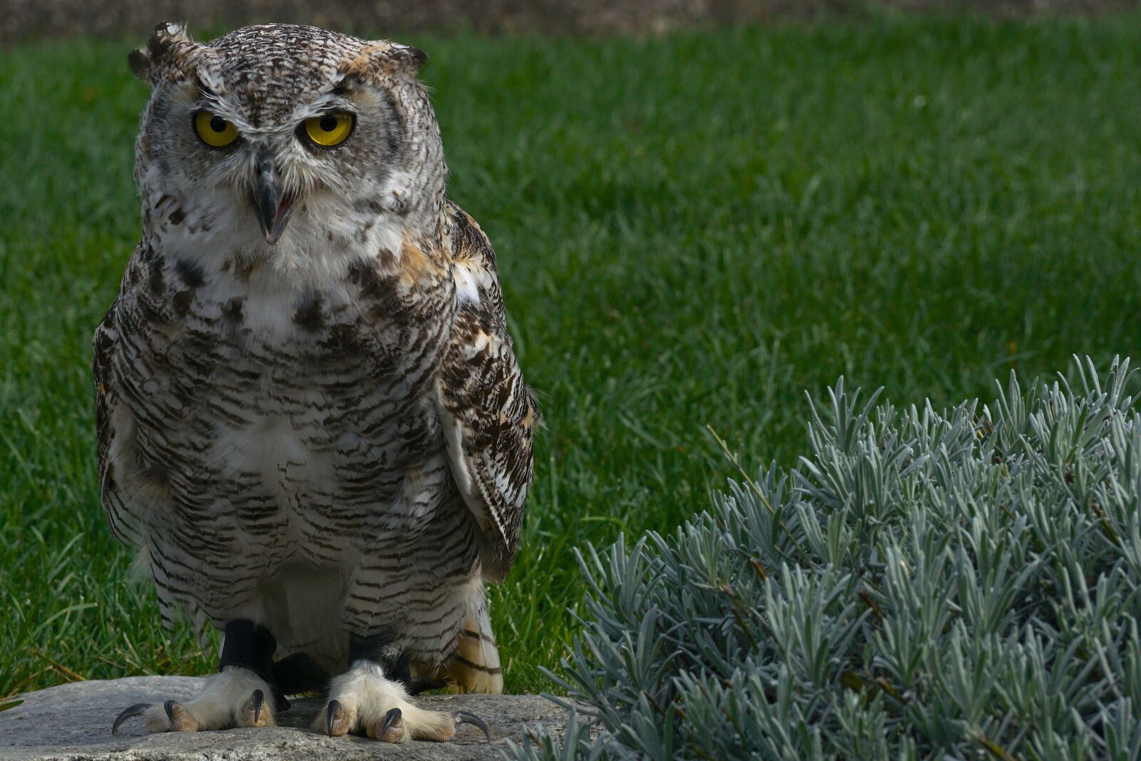Sony DT 55-300mm F4.5-5.6 SAM sample photo. Eagle owl, owl, bird photography