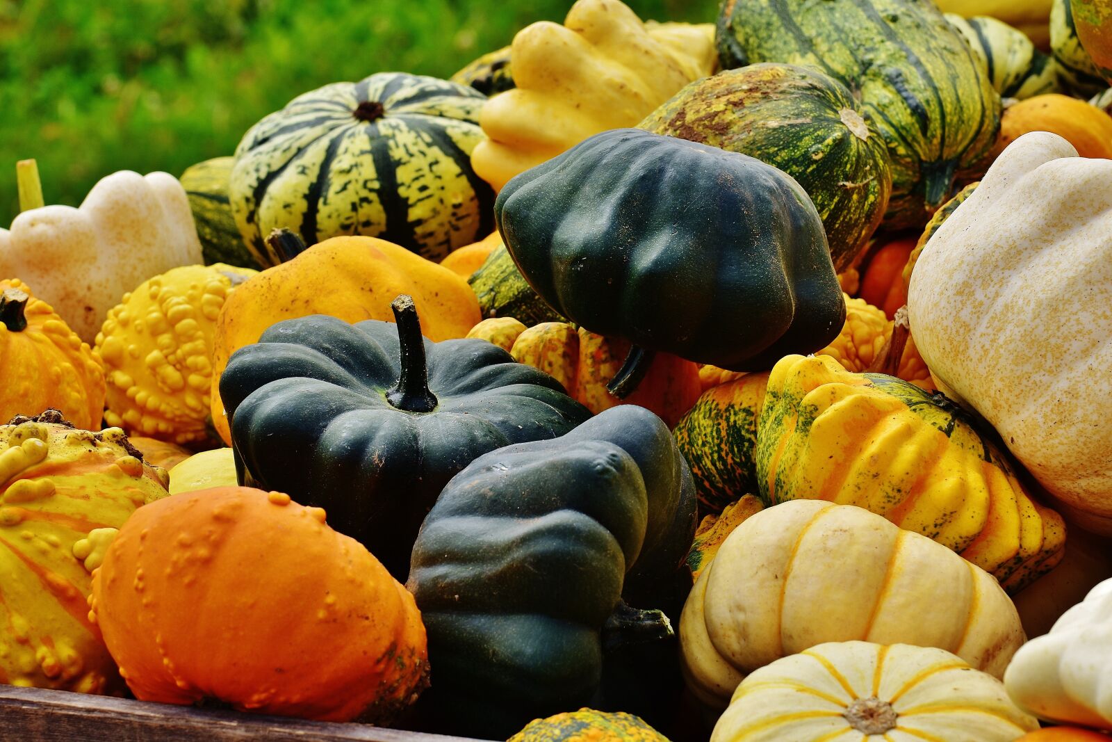 Nikon D7200 sample photo. Pumpkins, autumn, autumn decoration photography