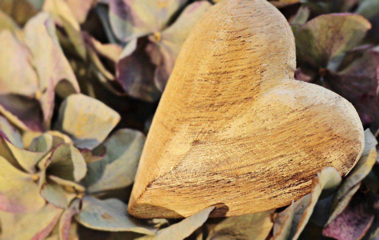 Canon EOS 100D (EOS Rebel SL1 / EOS Kiss X7) sample photo. Heart, romance, wood, leaf photography