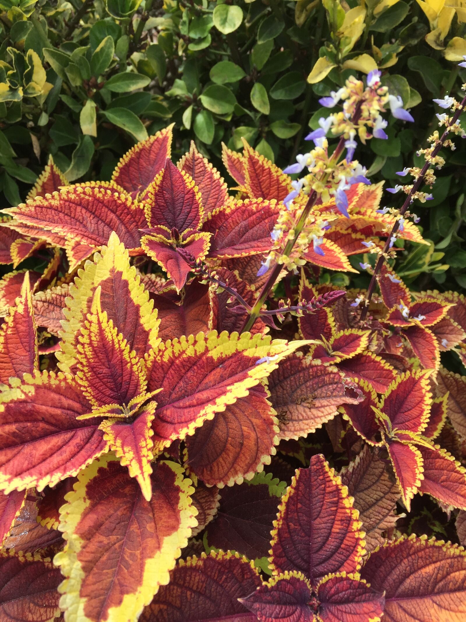 Apple iPhone 6 sample photo. Plants, fern, man-fern photography