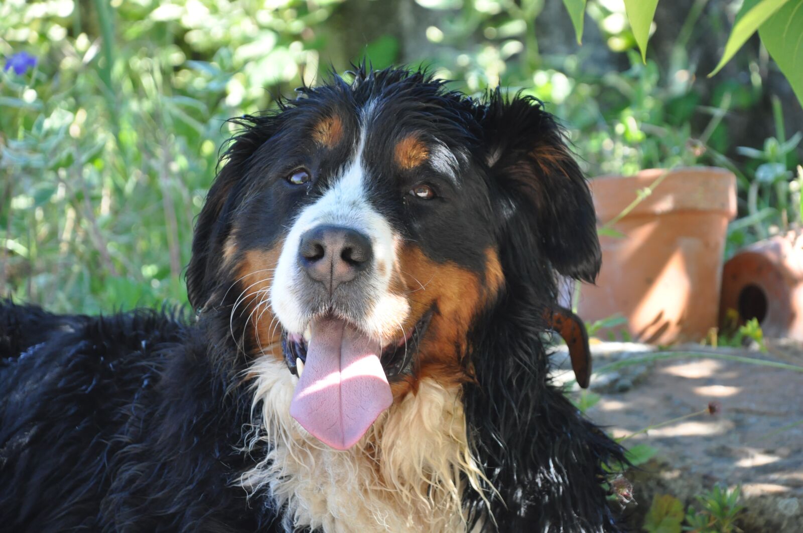 Nikon D90 sample photo. Bernese mountain dog, dog photography