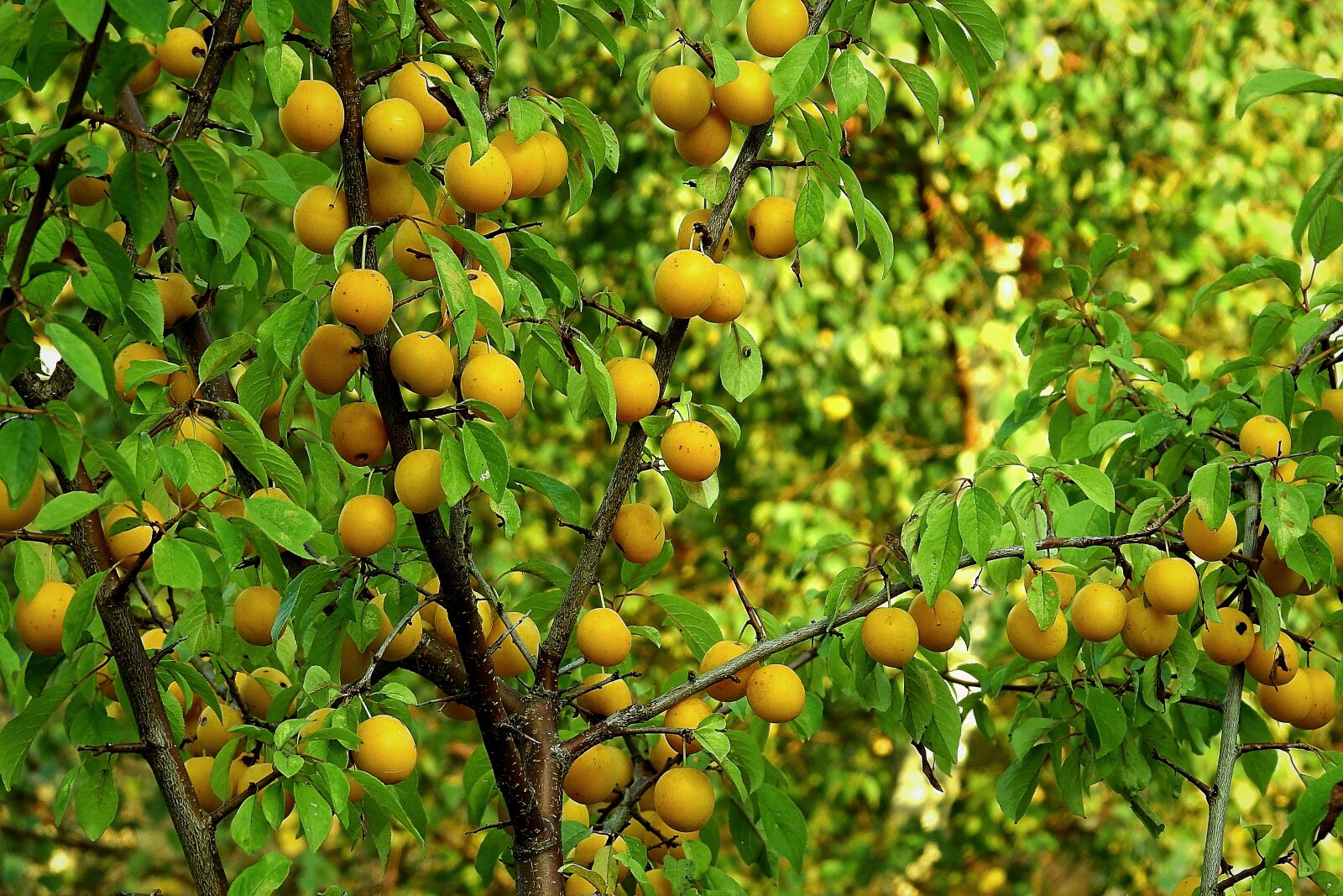 Nikon Coolpix P900 sample photo. Fruit tree, plum, yellow photography
