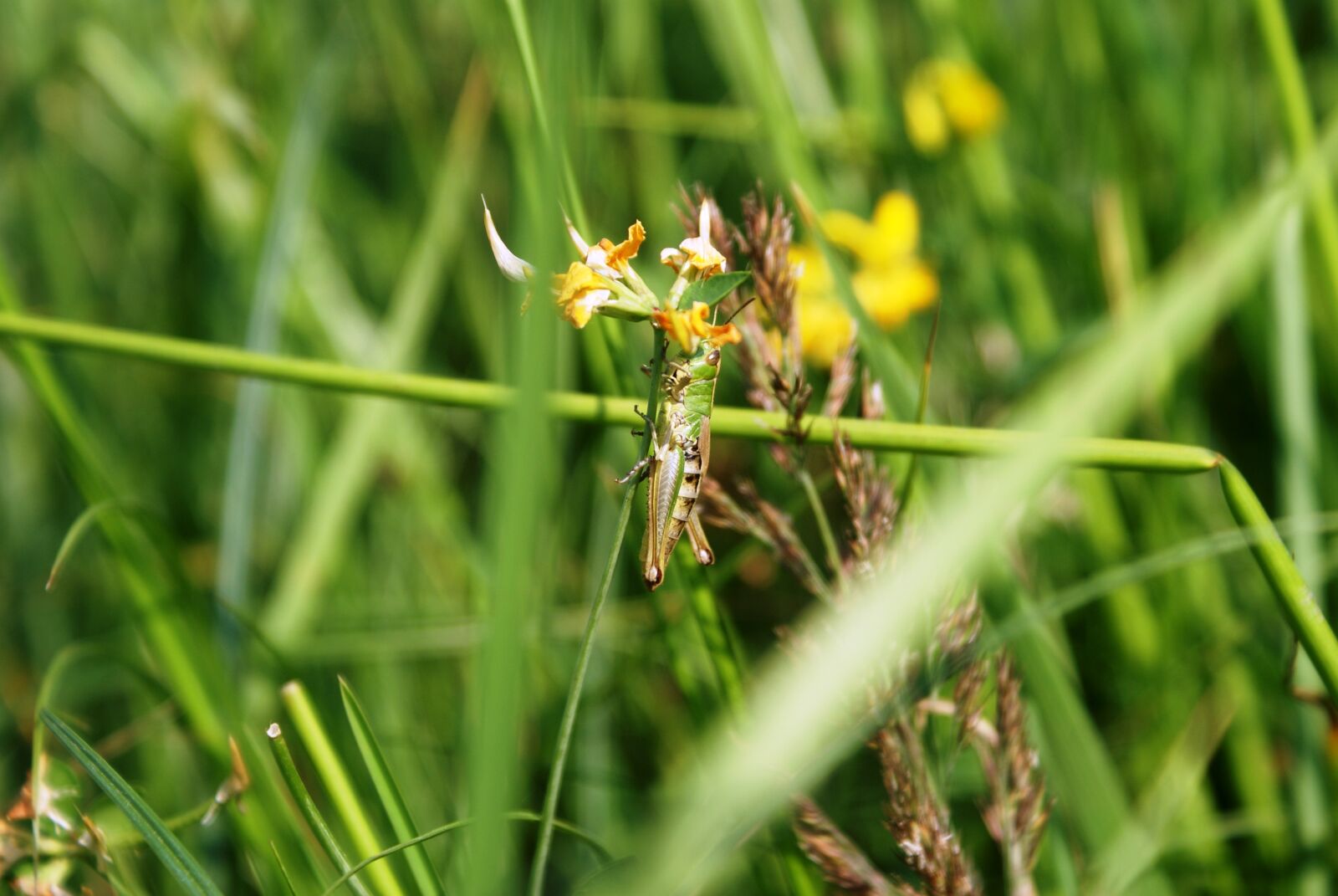 Sony Alpha DSLR-A200 sample photo. Tettigonia viridissima, grasshopper, insect photography