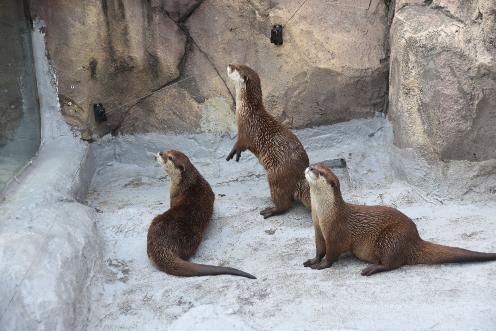 Nikon D7200 sample photo. Zoo, the spectator, otter photography