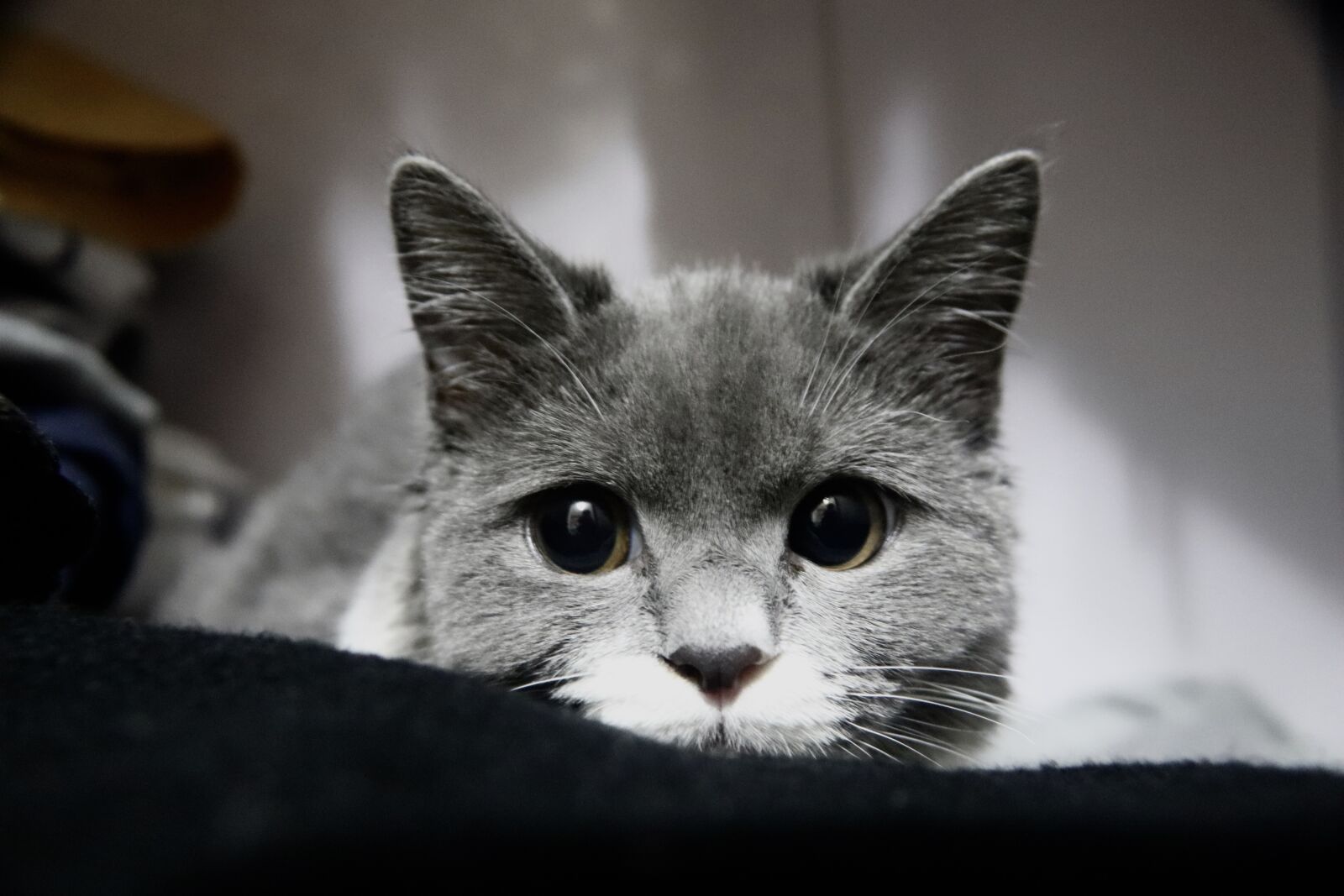 Canon EOS 800D (EOS Rebel T7i / EOS Kiss X9i) sample photo. Pets, cat, animal photography
