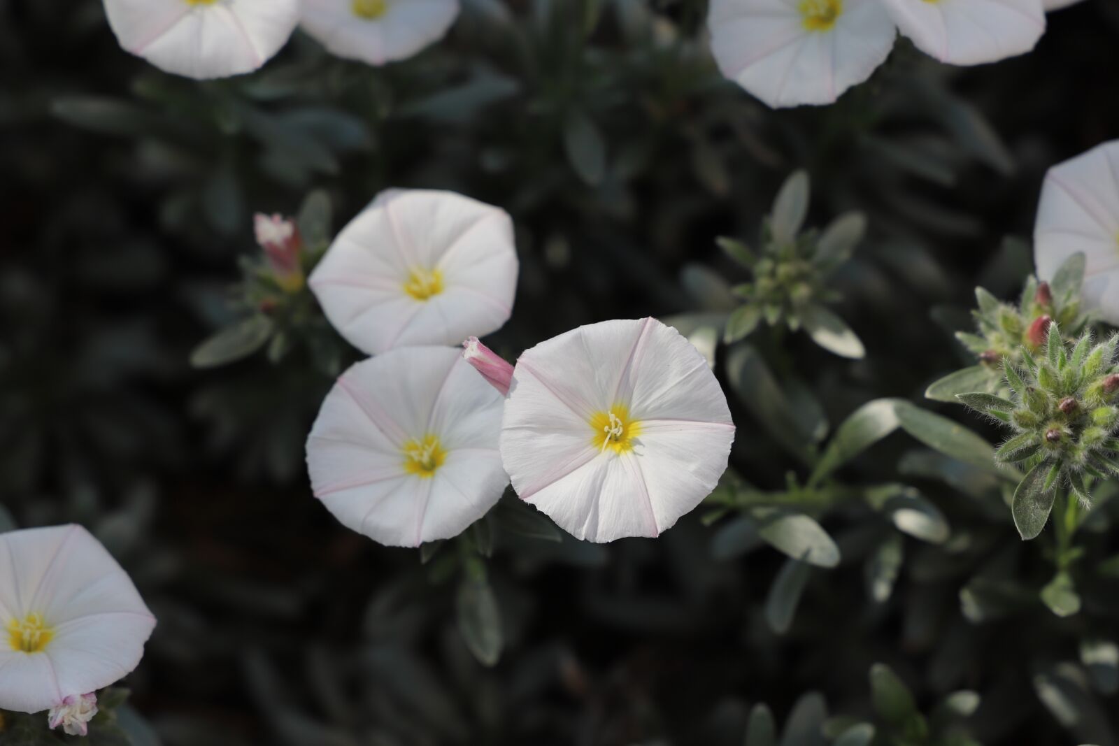 Canon EOS 6D Mark II sample photo. Flower, plant, nature photography