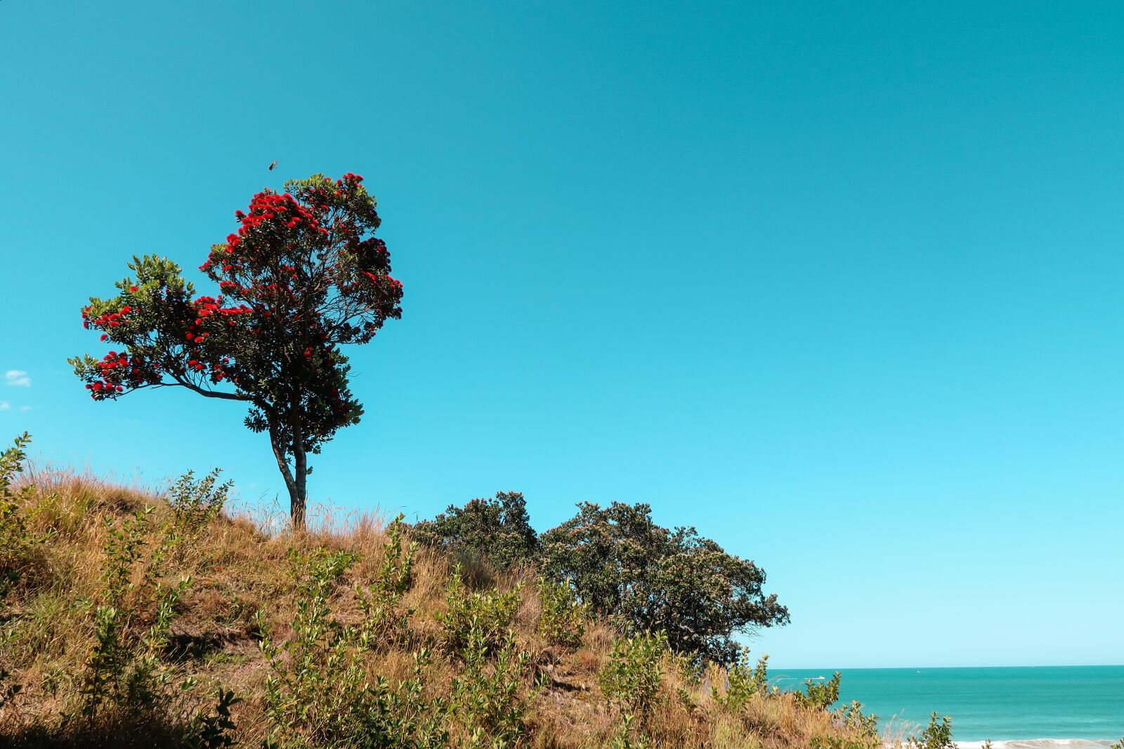 Canon PowerShot G7 X Mark II sample photo. Pohutukawa tree, isolated, mount photography