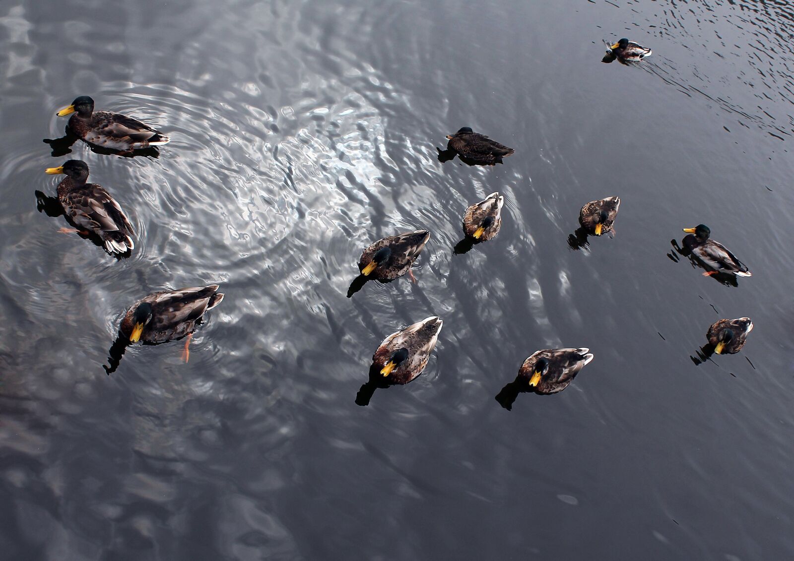 Canon EOS 1100D (EOS Rebel T3 / EOS Kiss X50) sample photo. Ducks, reflection, water photography