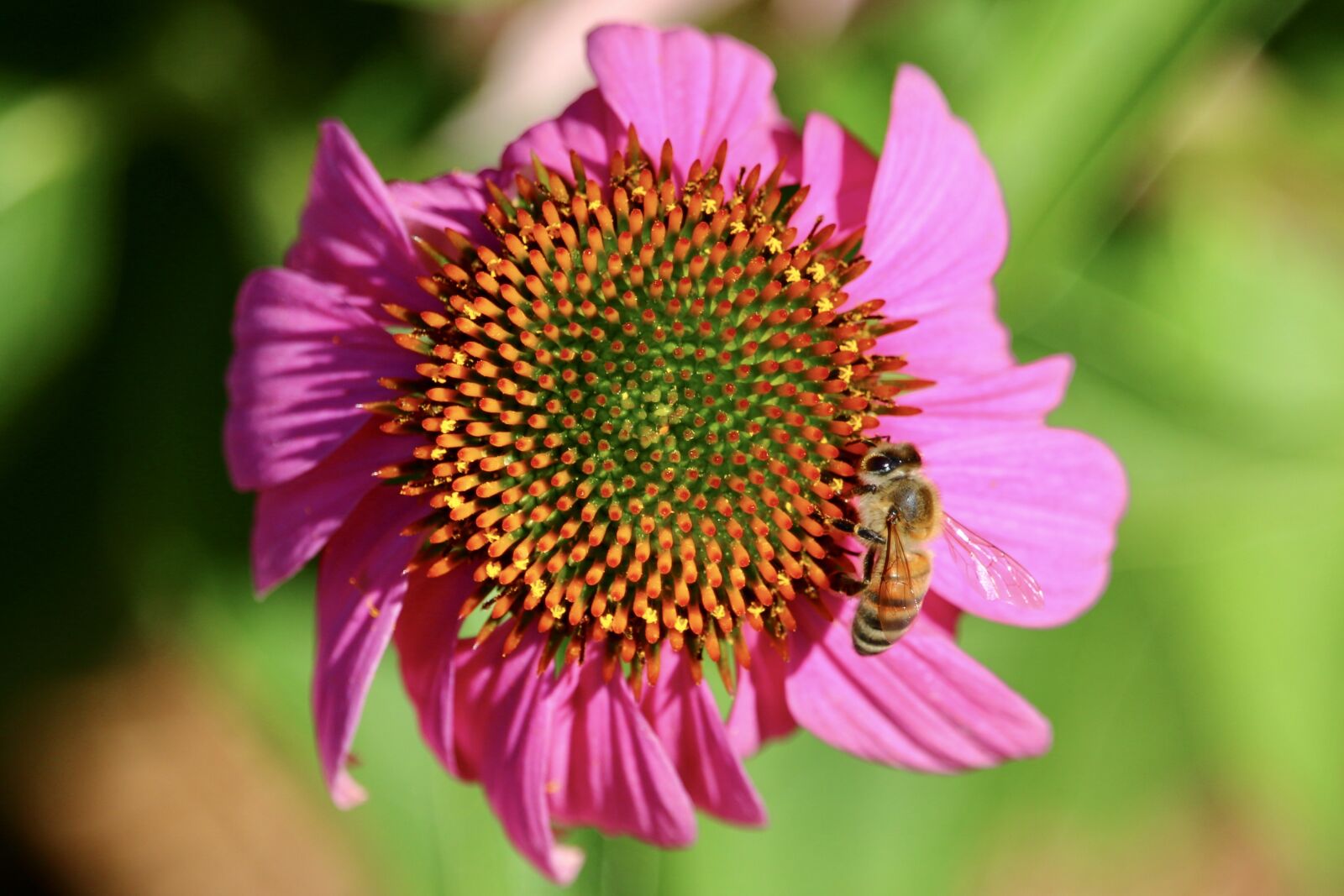 Canon EOS 70D + Canon EF-S 55-250mm F4-5.6 IS STM sample photo. Purple coneflower, bee, bee photography