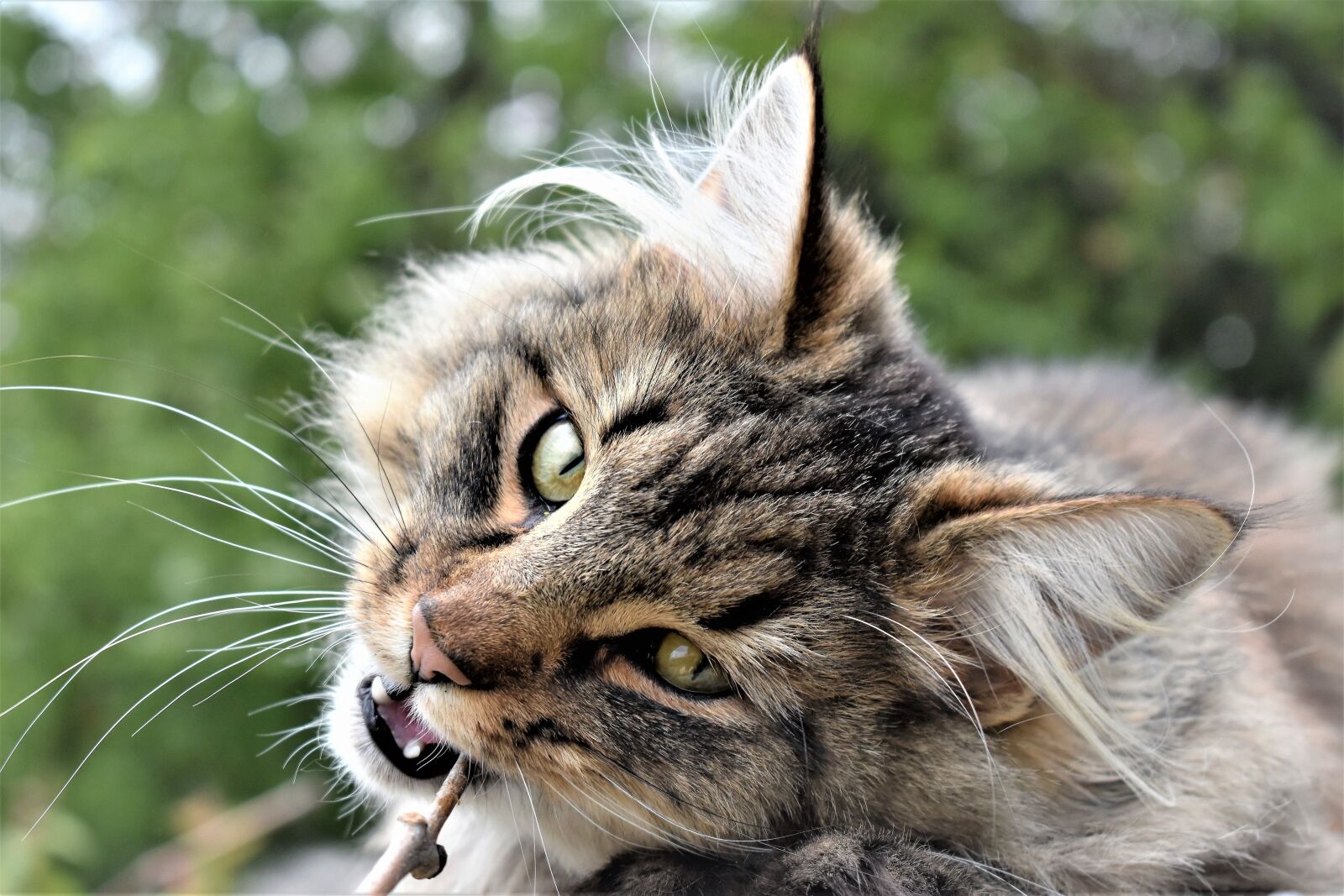 Nikon D5500 sample photo. Cat, animal, portrait photography