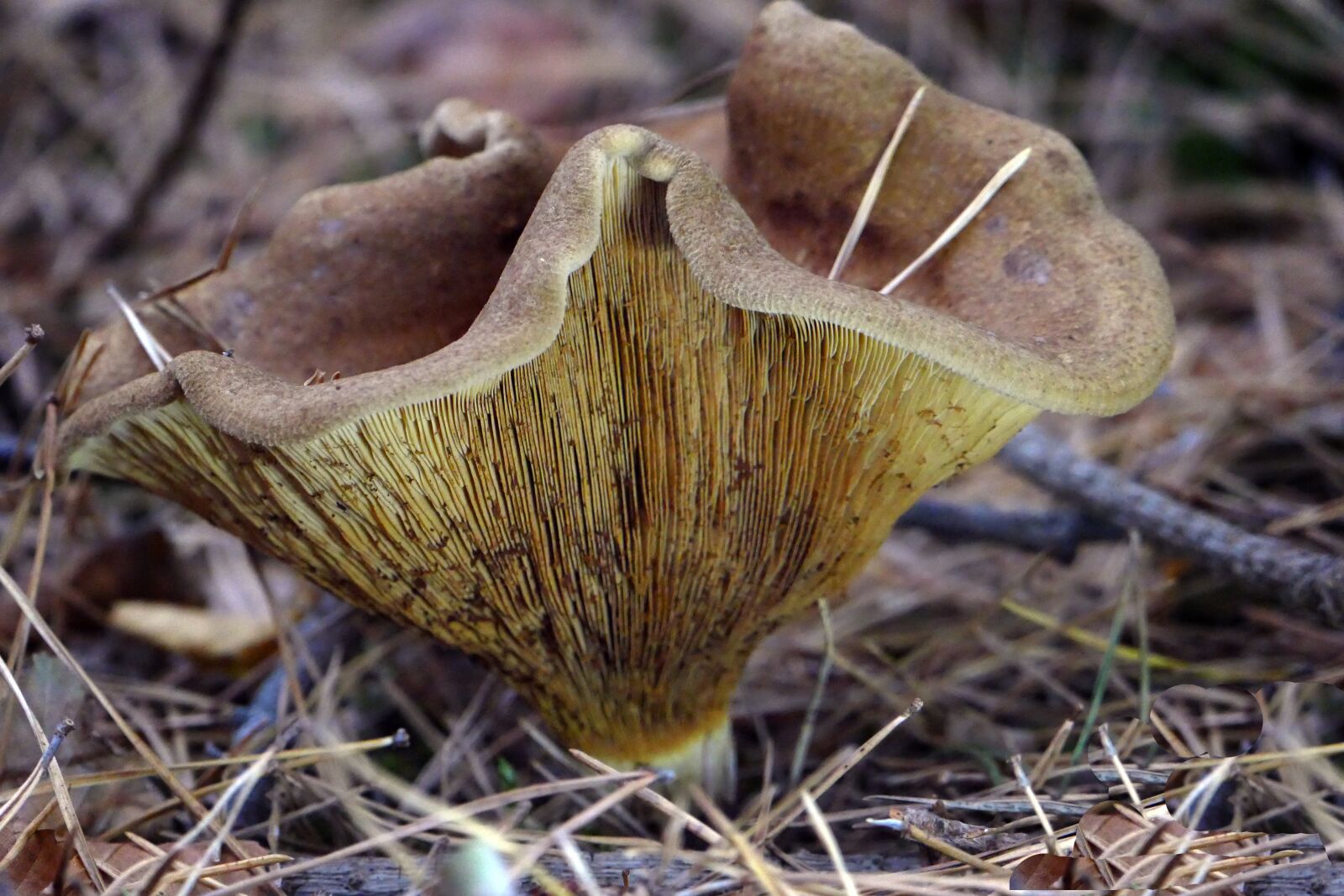 Panasonic Lumix DMC-FZ1000 sample photo. Mushroom, forest, autumn photography