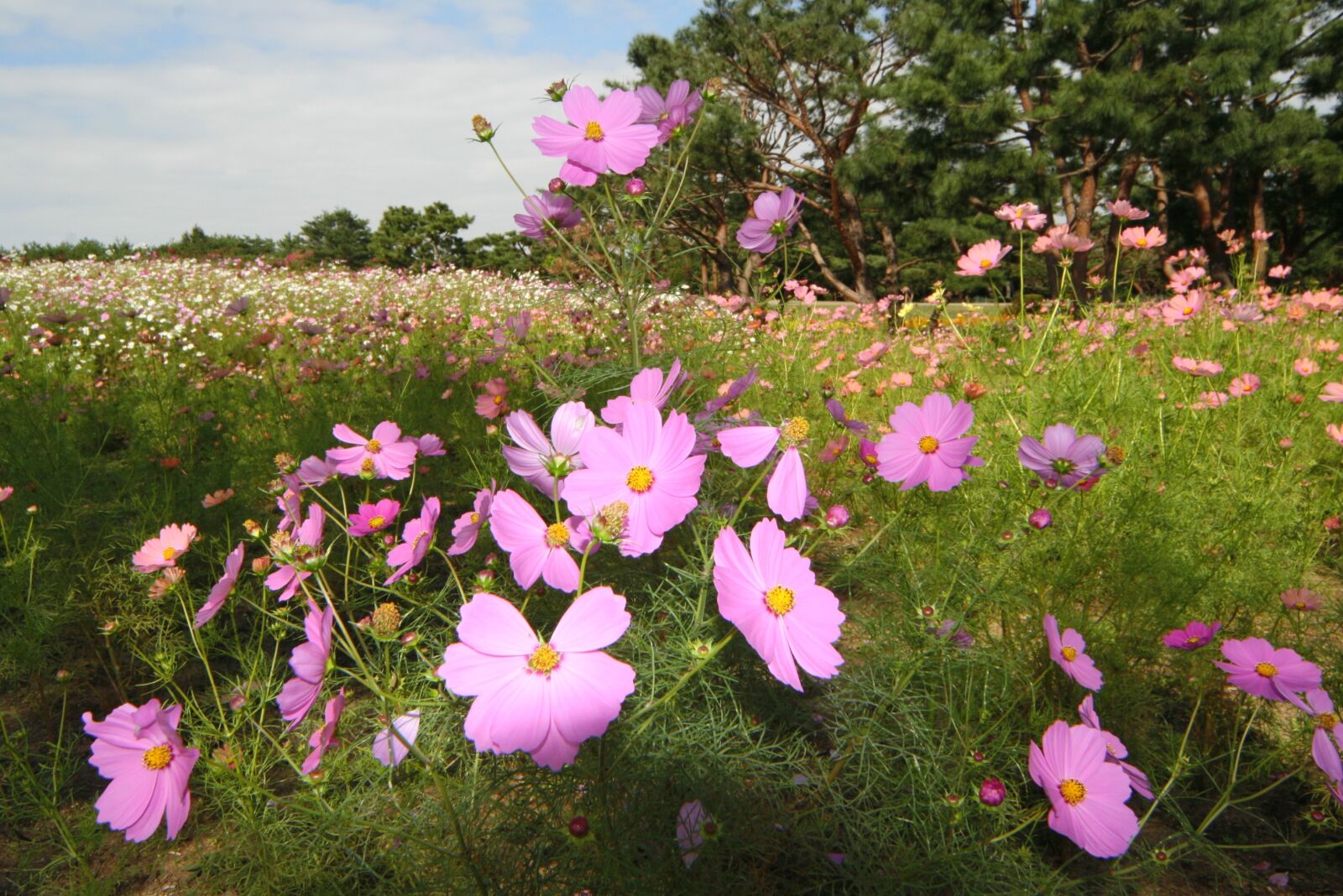 Canon EOS 400D (EOS Digital Rebel XTi / EOS Kiss Digital X) sample photo. Flowers, landscape, cosmos photography