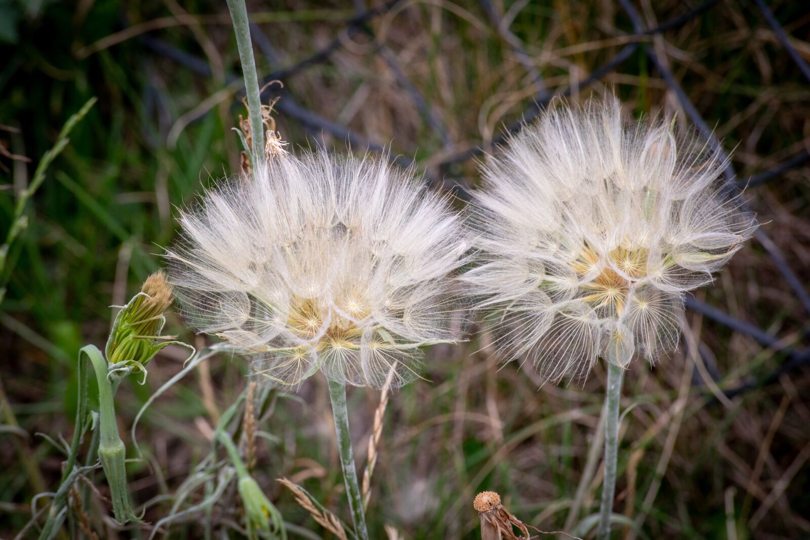 Nikon D3300 sample photo. Nature, dandelion, seeds photography