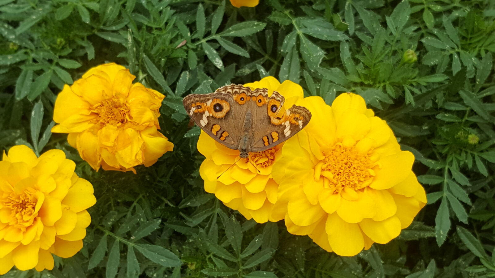 Samsung Galaxy Note5 sample photo. Butterfly, flower, garden, garden photography