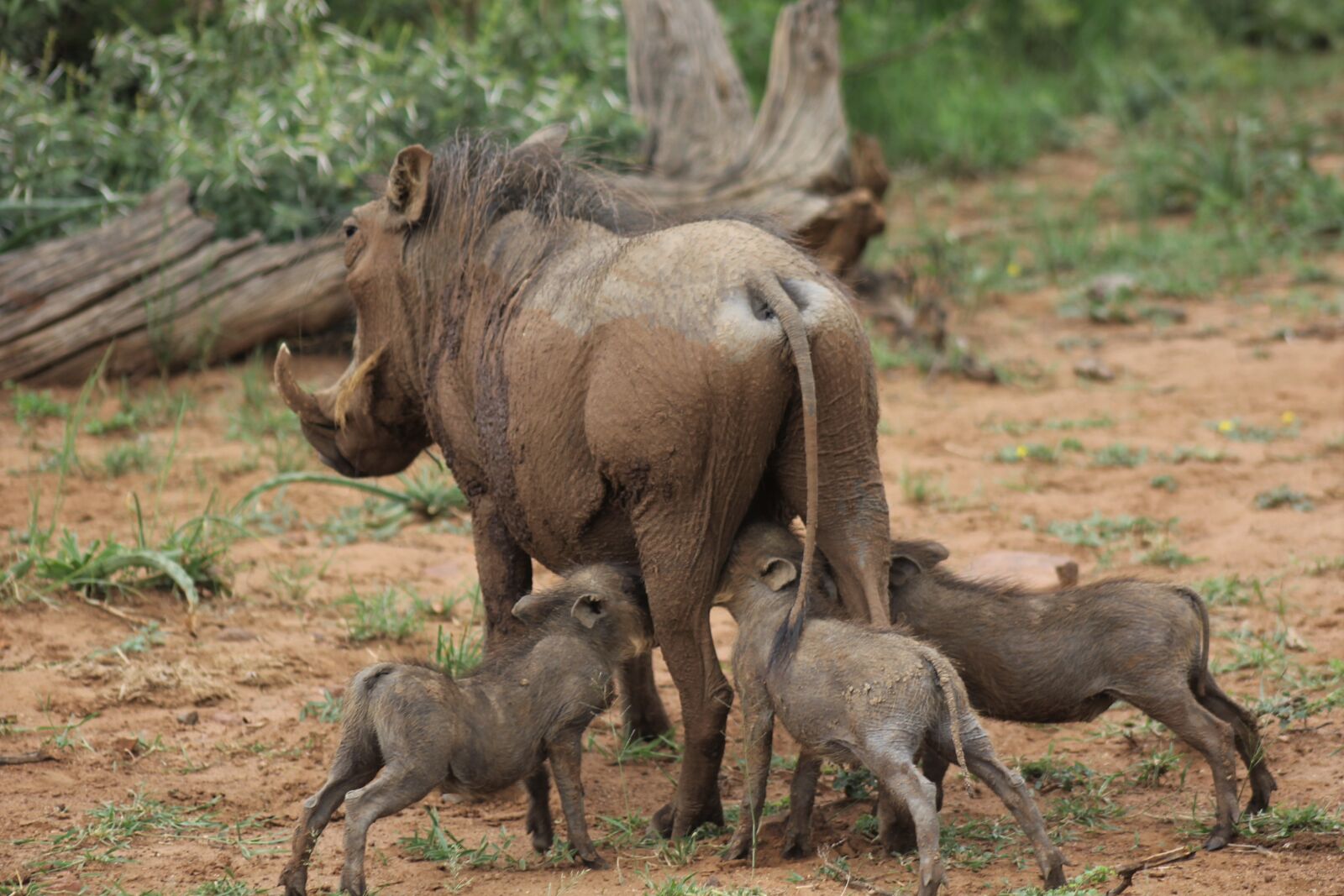 Canon EOS 60D sample photo. Warthog, suckling, young photography