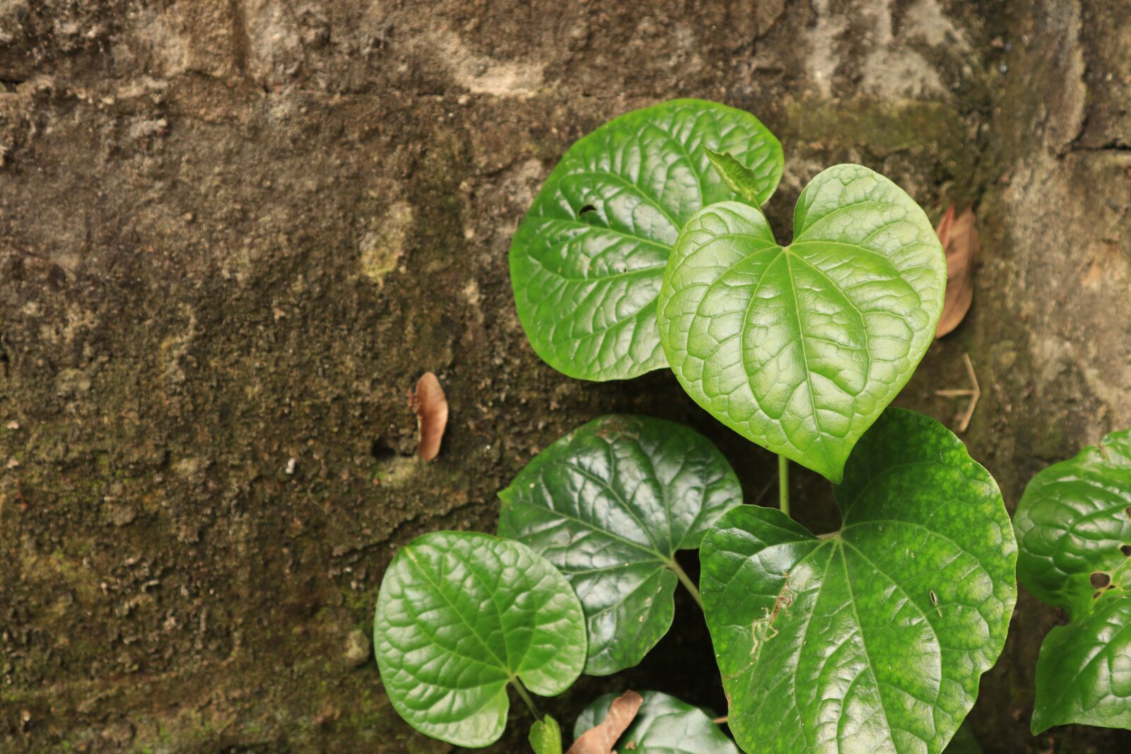 Canon EOS M50 (EOS Kiss M) sample photo. Wall, tree, the leaves photography