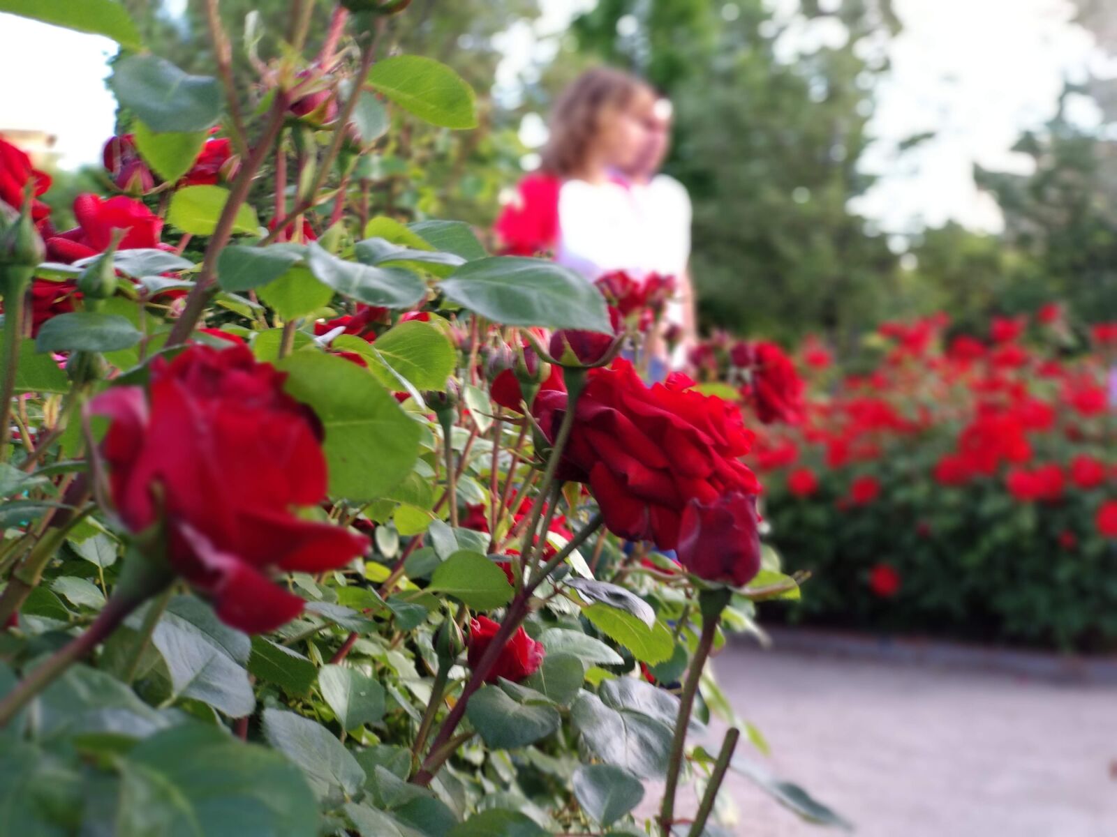 Xiaomi Mi A1 sample photo. Roses, flowers, garden photography