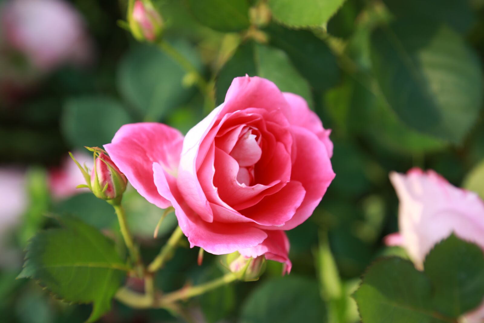 Canon EF 24-105mm F4L IS USM sample photo. Rose, flowers, pink photography