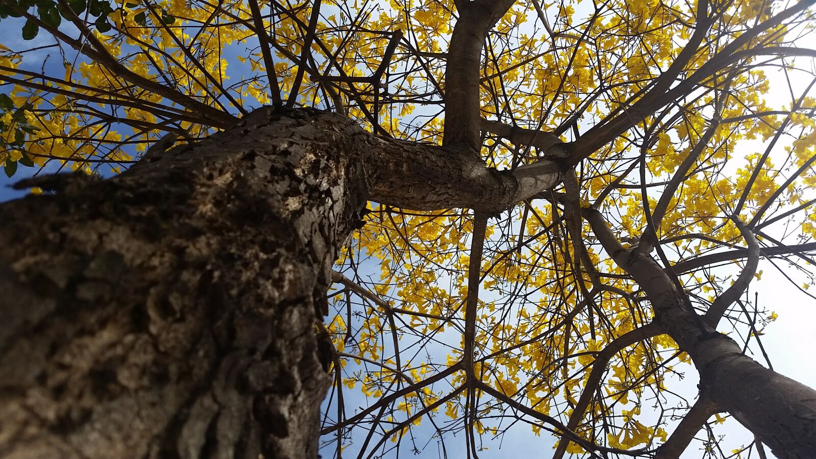 Samsung Galaxy S5 sample photo. Yellow ipê, tree, nature photography