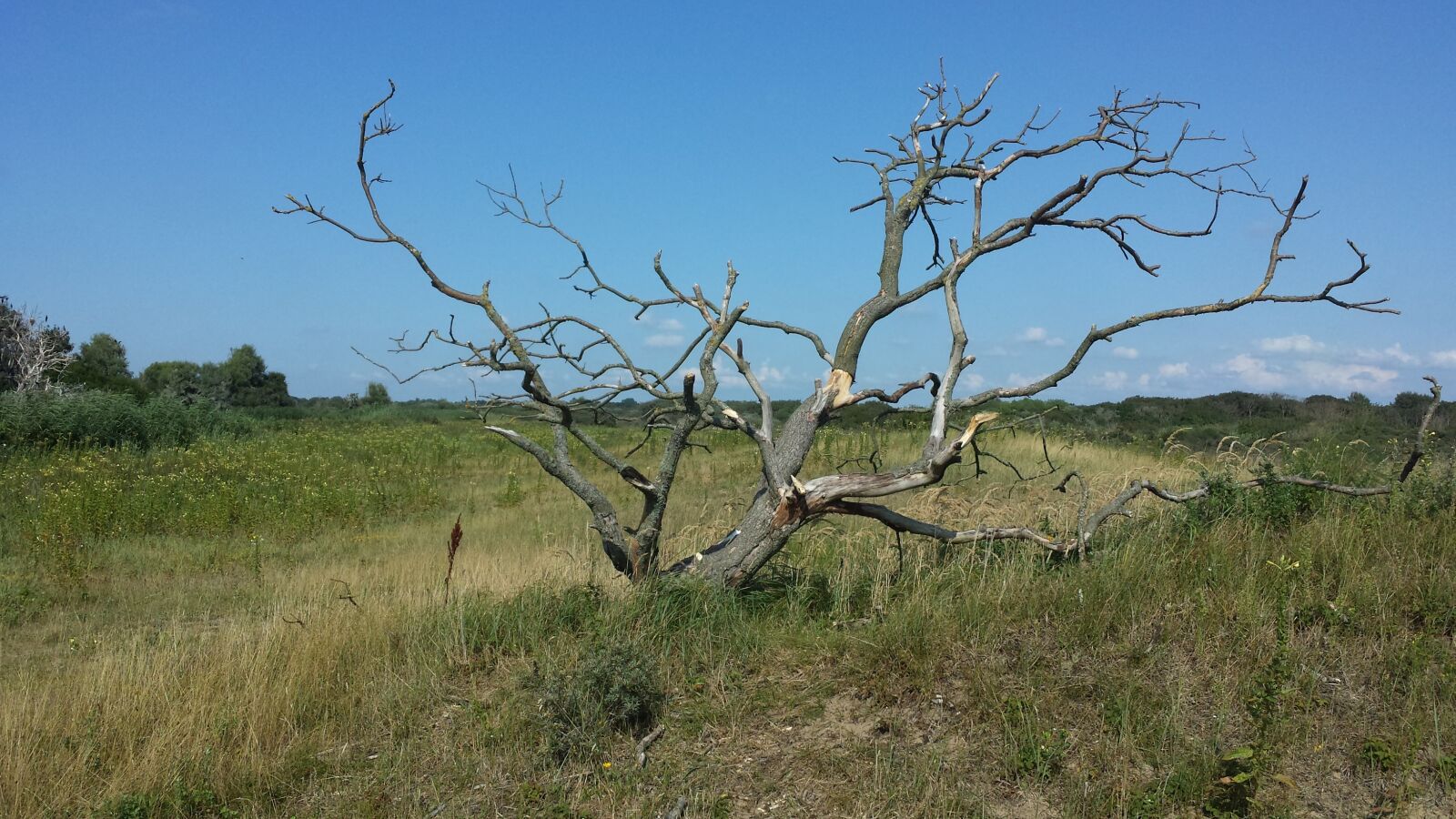 Samsung Galaxy S4 sample photo. Duigebied, dead tree, open photography