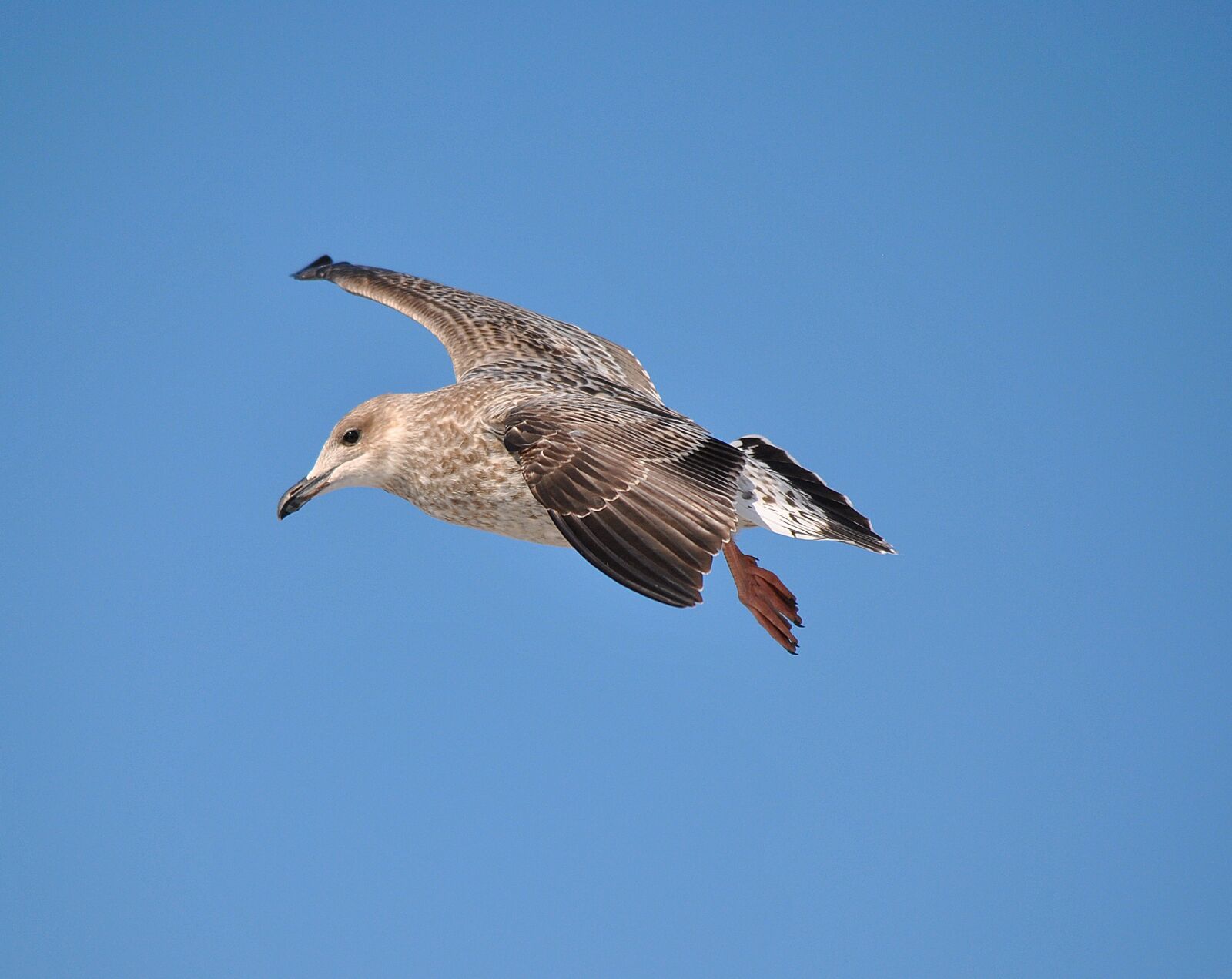 Nikon D3000 sample photo. Seagull, nature, gull photography