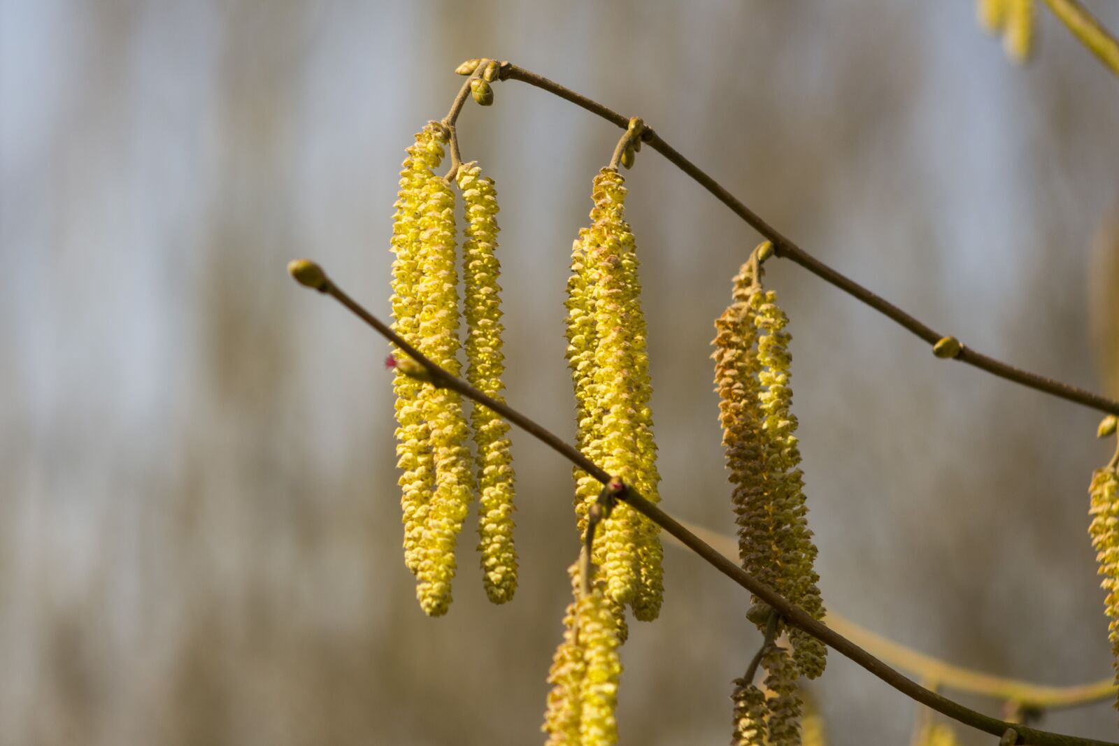 Canon EF 55-200mm F4.5-5.6 II USM sample photo. Nature, plant, tree photography